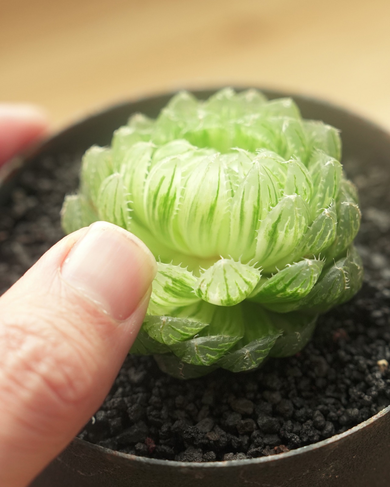 カット苗 ハオルチア エメラルドLED錦 Haworthia 'Emerald LED Variegated'