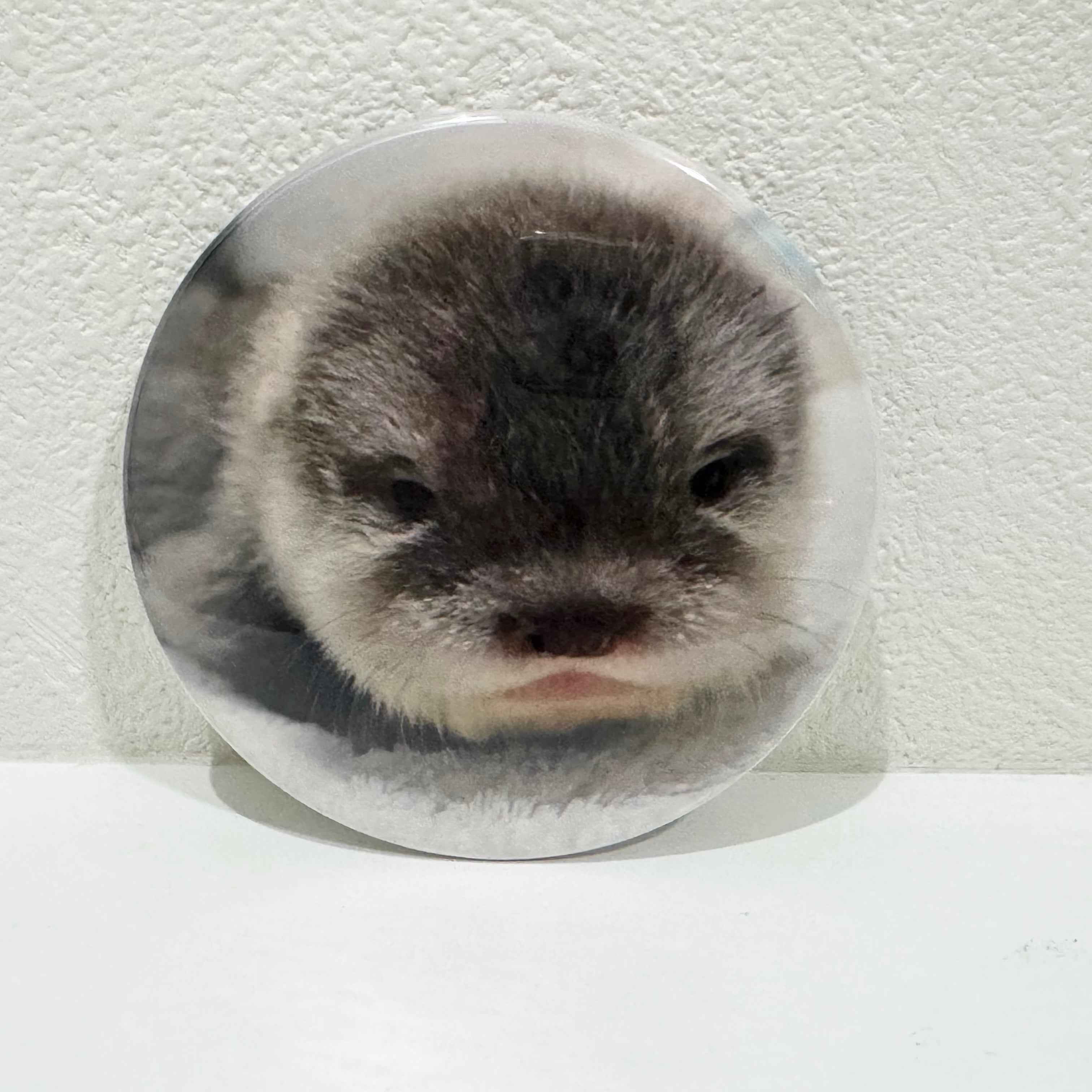 LOUTRE〜カワウソと過ごす時間〜