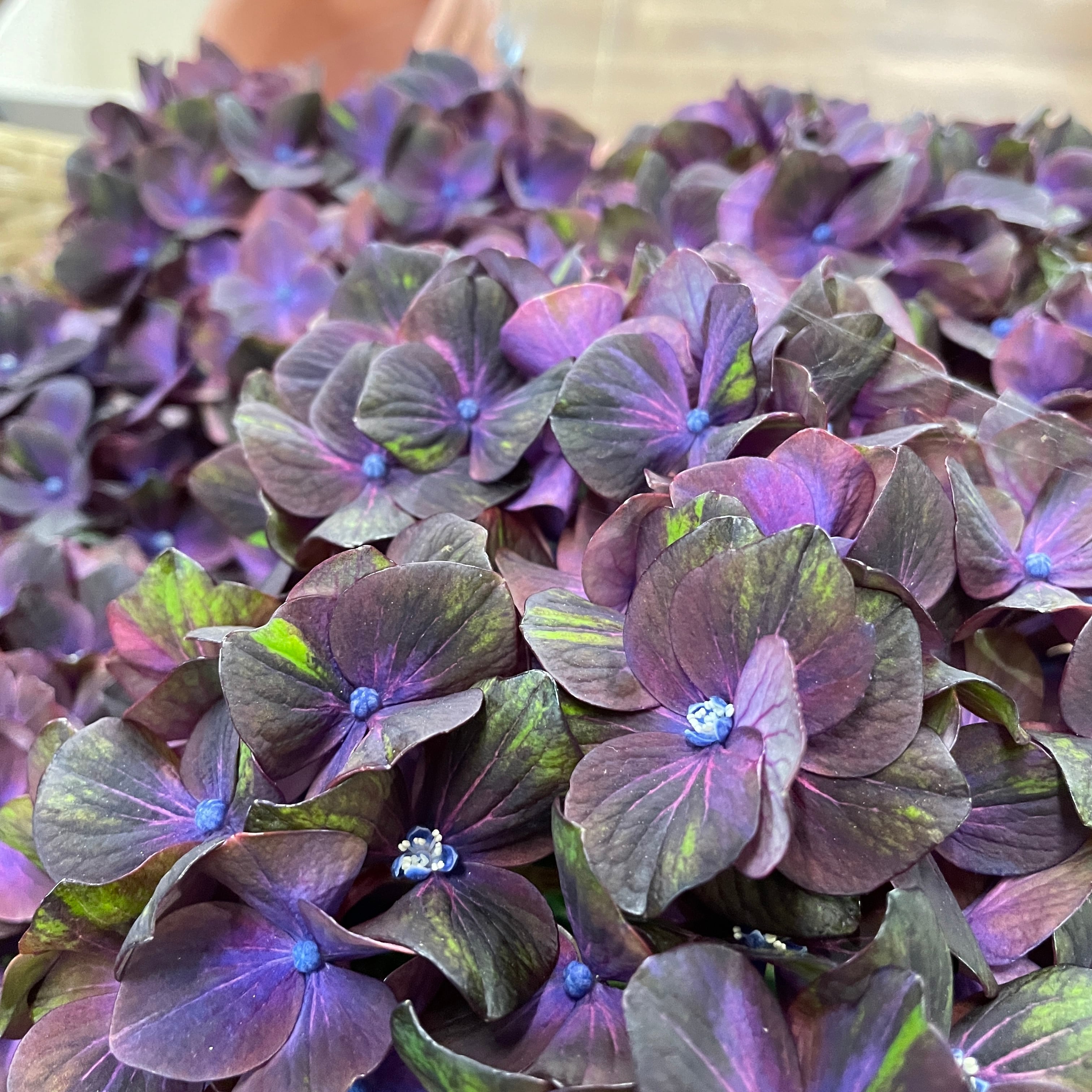 22年新色 希少 アジサイ マジカルシリーズ チョコレート マジカルチョコレート 秋色アジサイ 強健 紫陽花 苗 花苗 プレゼント シャン ド フルール 鹿児島市にある園芸店 観葉植物 花 寄せ植え お庭 Diy