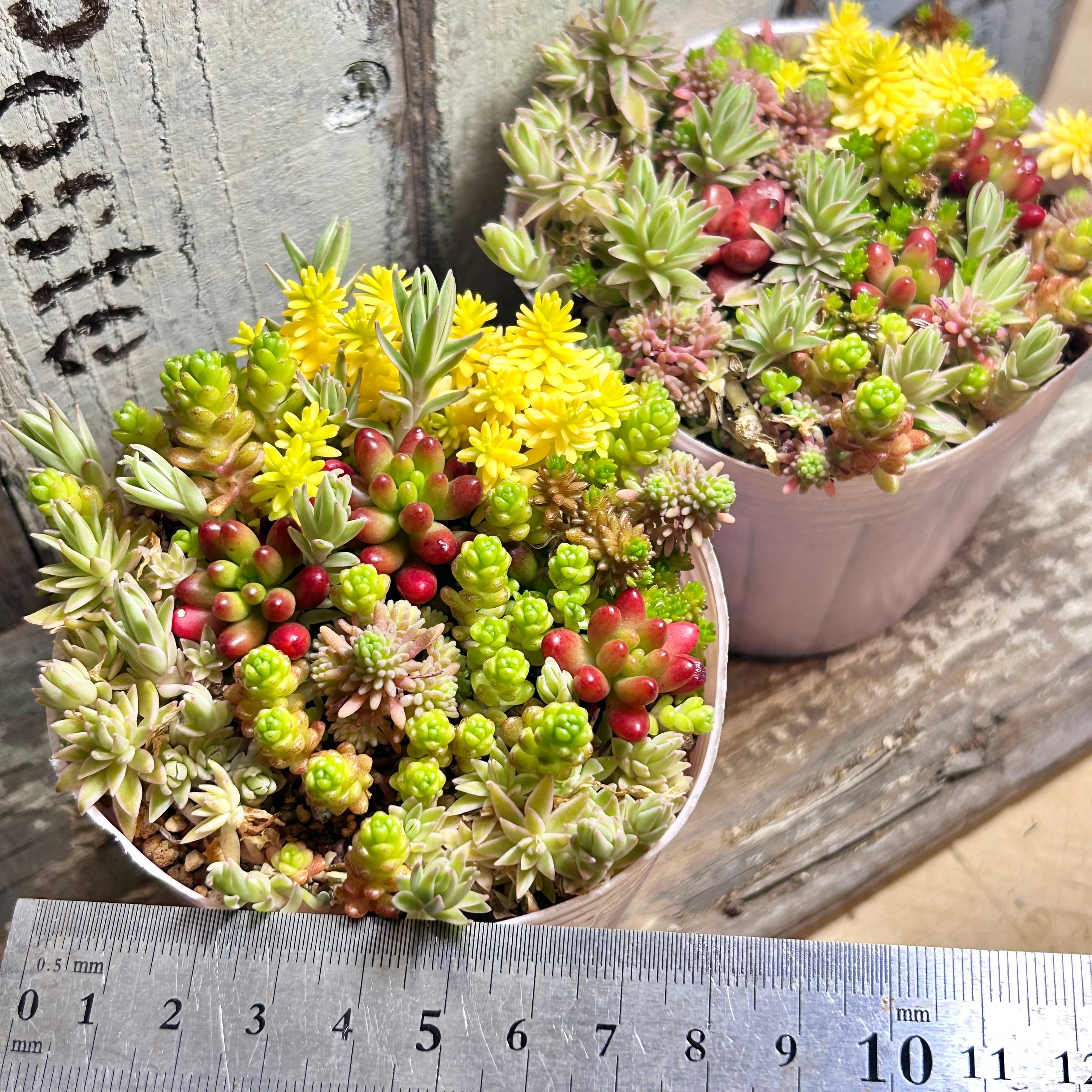 確認用 多肉 セダム 寄植え A)セダム寄せ植え | RuPo 多肉植物専門店