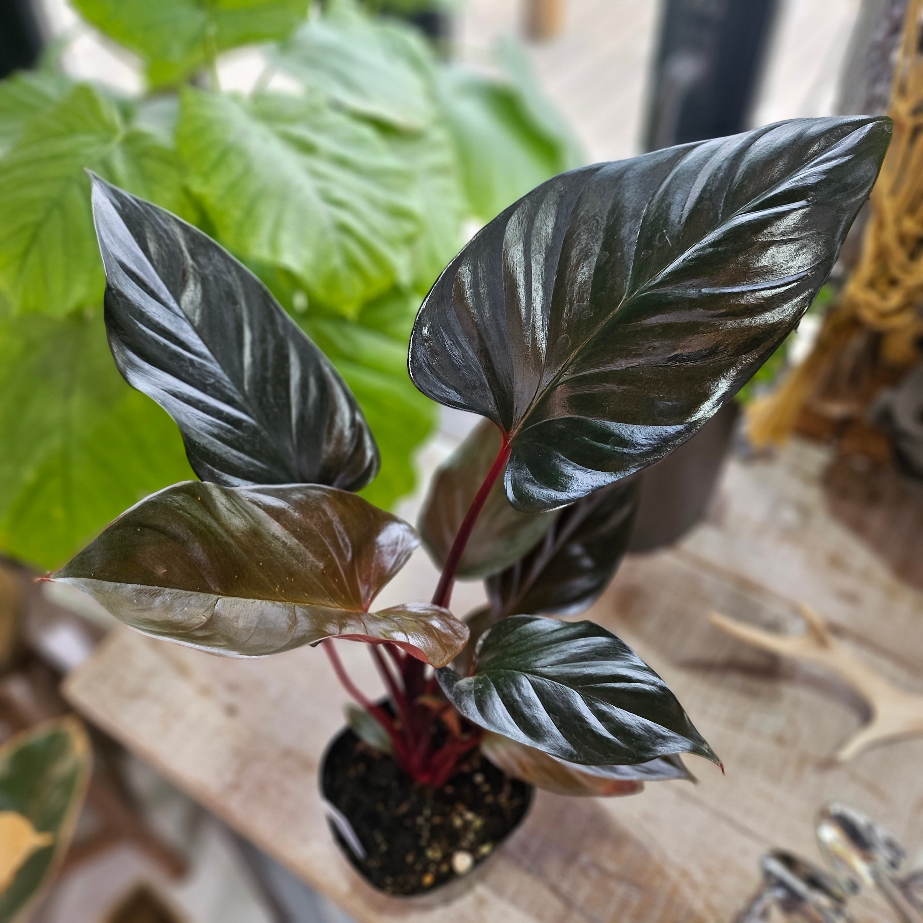 ホマロメナ ブラックエメラルド・クリムゾンベール | Plants Baka