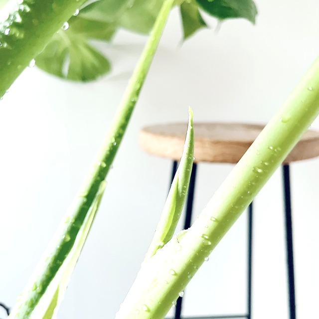 モンステラ ボリュームあり 大葉 観葉植物 calm cafe