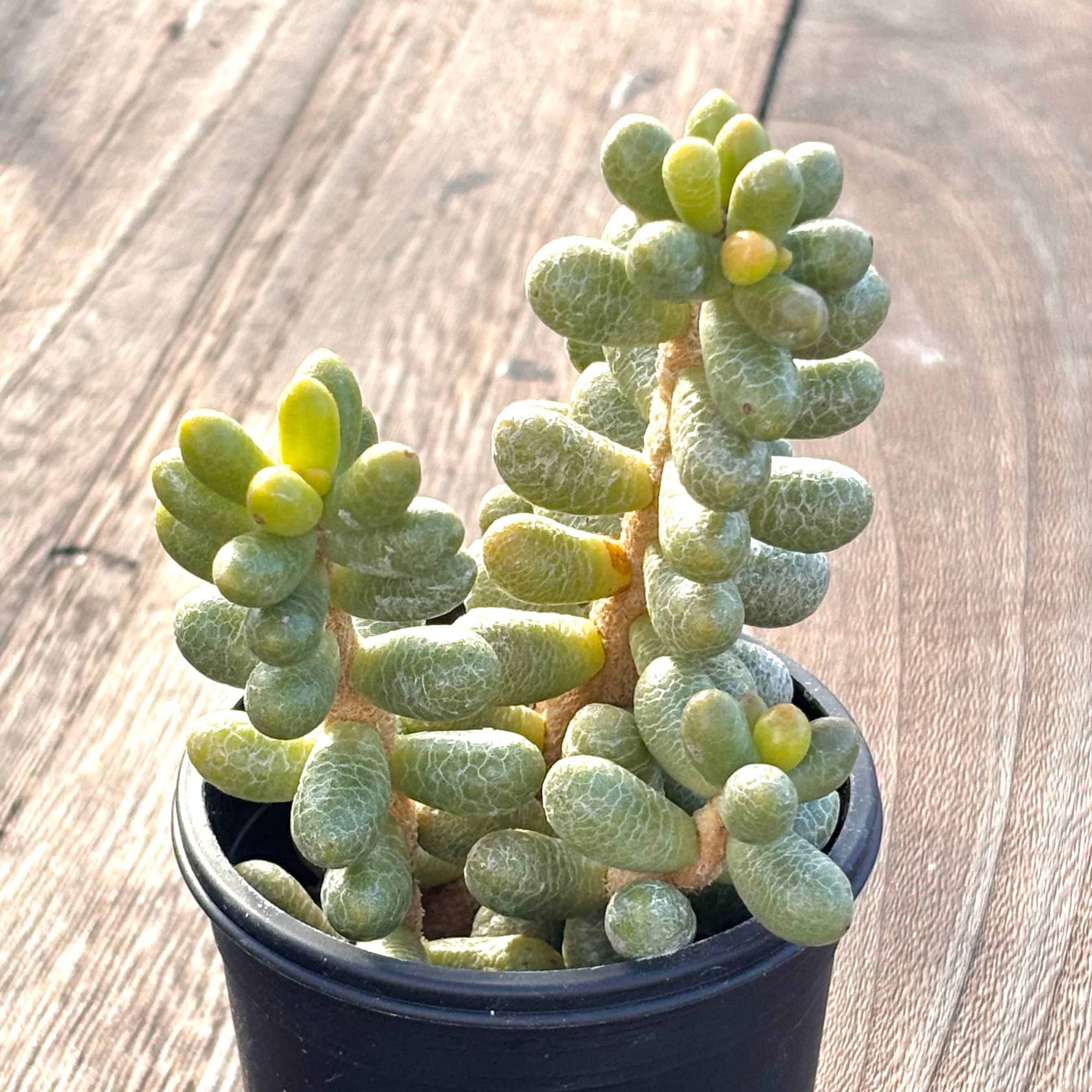 フィロデンドロン ウィリアムシー斑入り（Philodendron