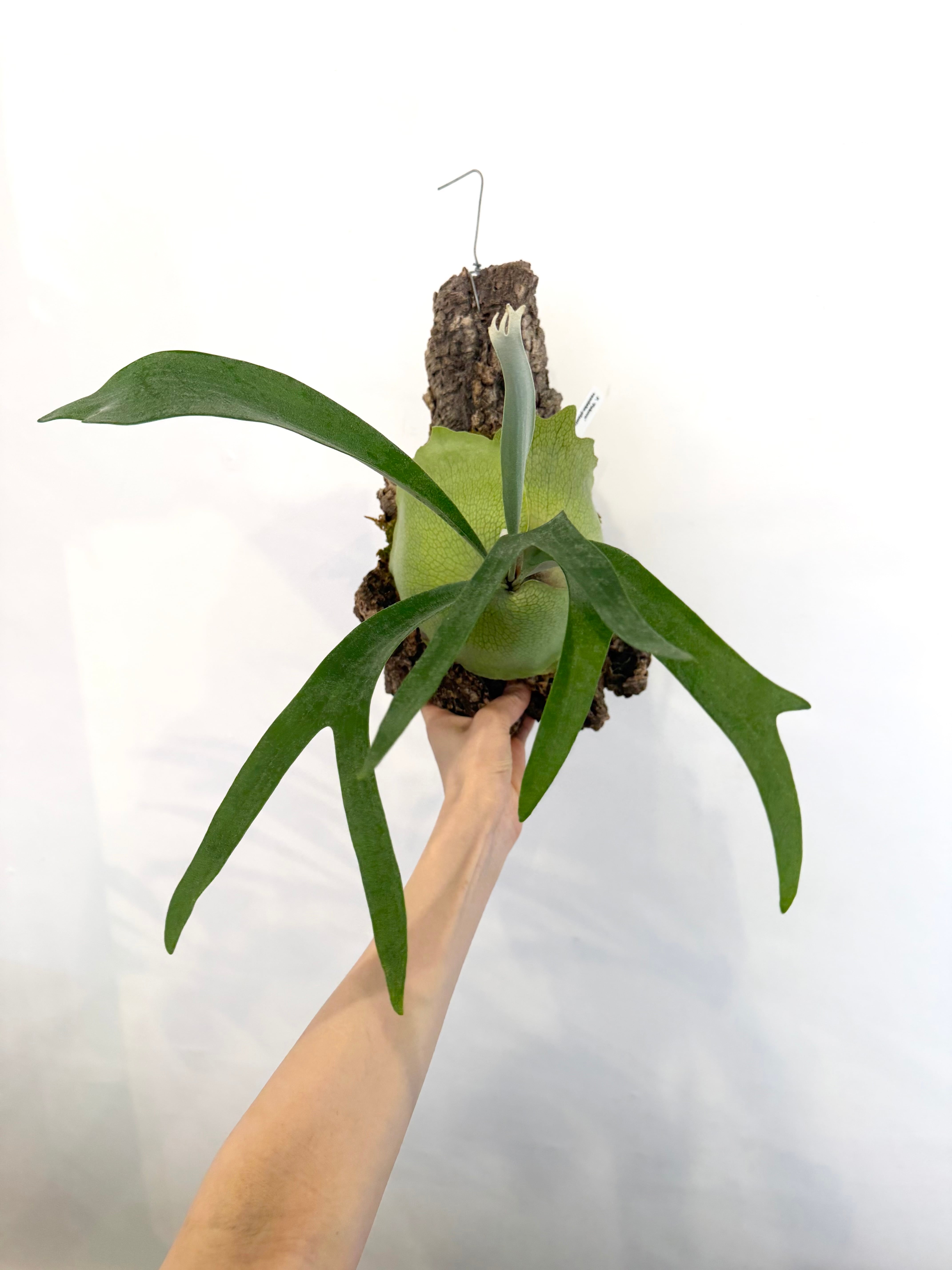 a) P. 'Pakorn' ビカクシダ 'パコーン' | vandaka plants