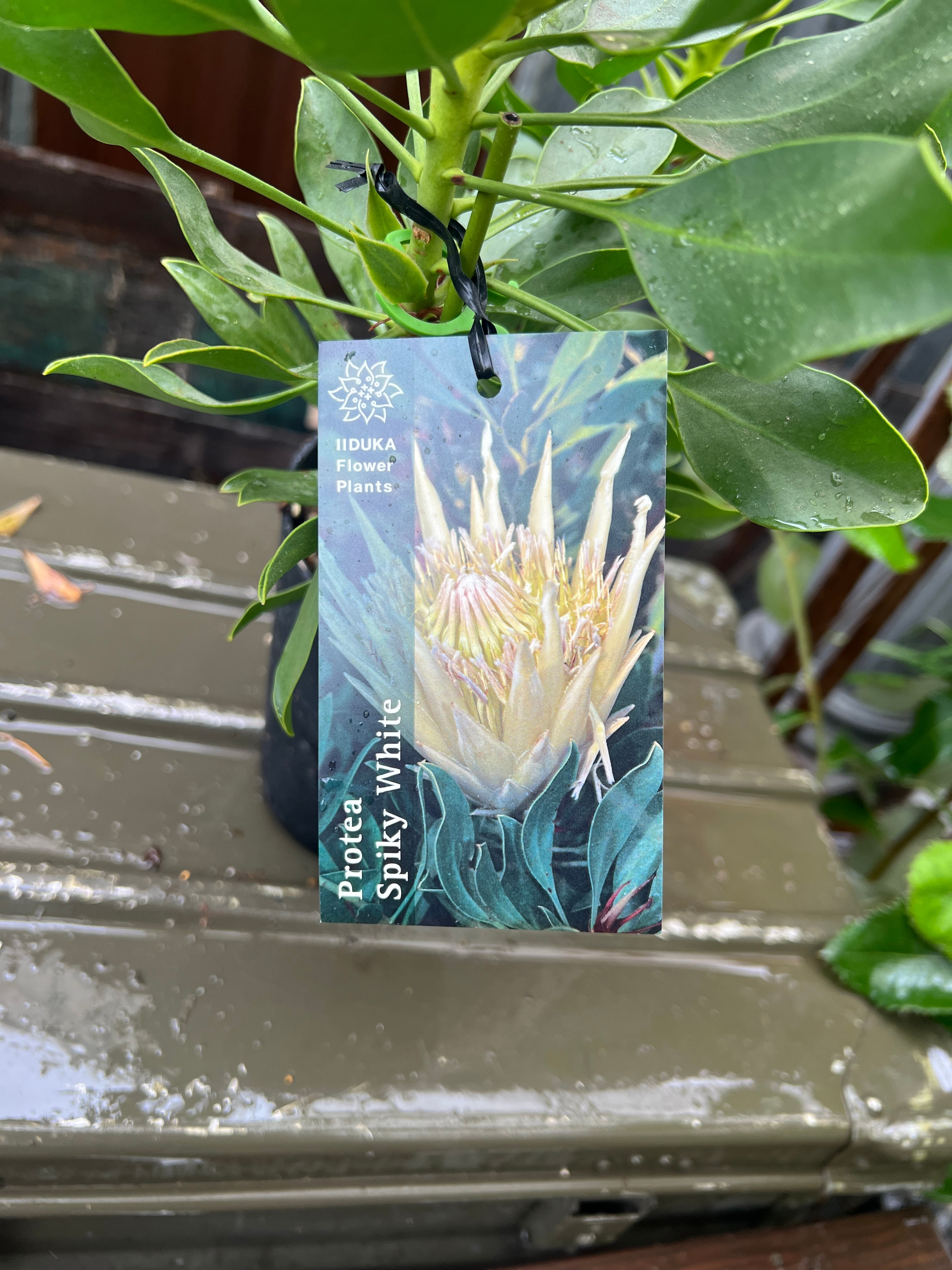 大苗！ プロテア スパイキーホワイト プロテア スパイキーホワイト12 | 沼ノ上農園