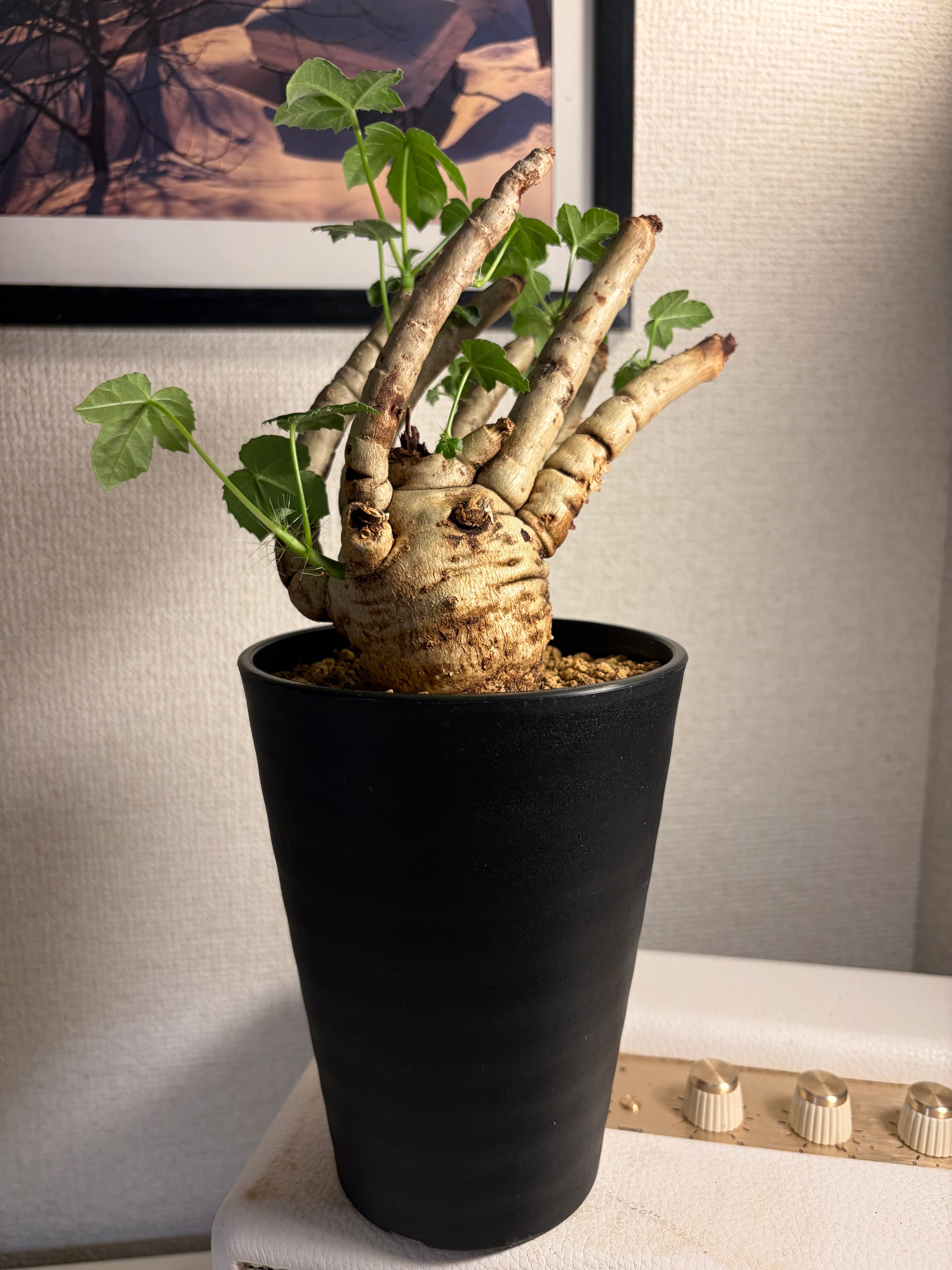 巨神兵の手指のようなヤトロファ スピカータ 塊根植物 マンドラゴラ 火星人 巨神兵の手指のようなヤトロファ スピカータ 塊根植物 マンドラゴラ