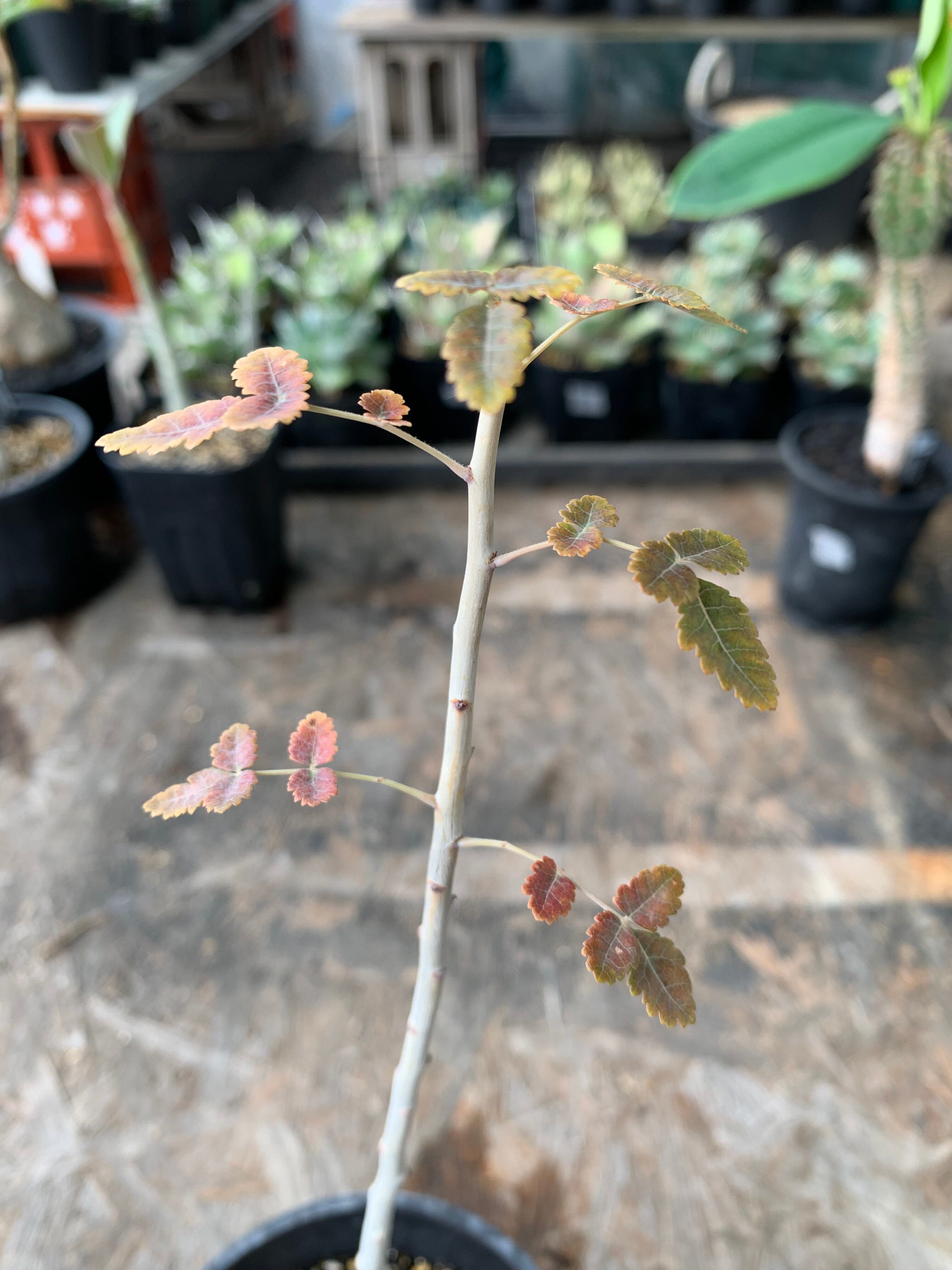 ボスウェリア ディオスコリディス 【送料着払い】19 | CACTUS330