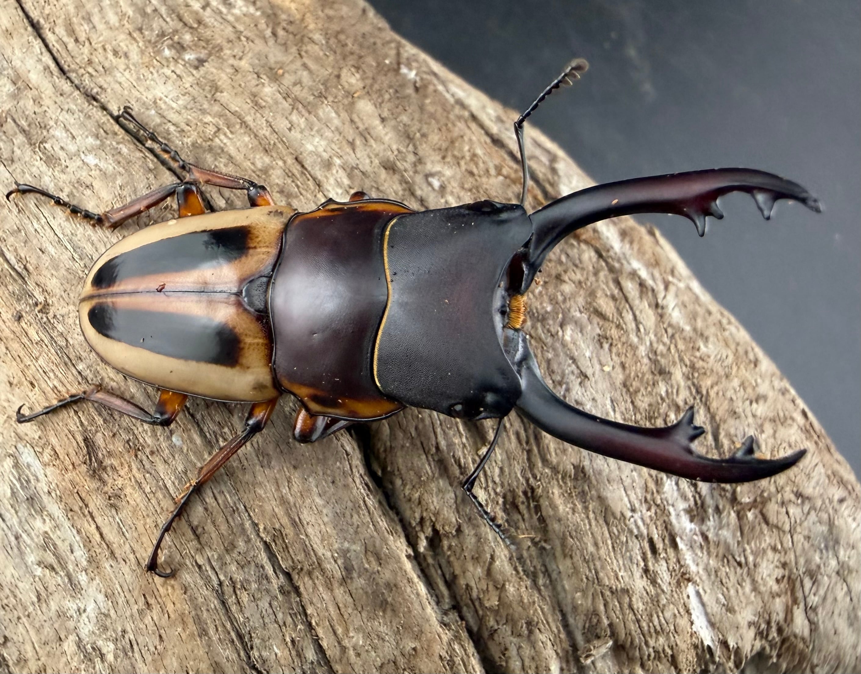 WD】《 ギラファノコギリ亜種ボロブドゥール 91.5mm ペア》 | KPW公式