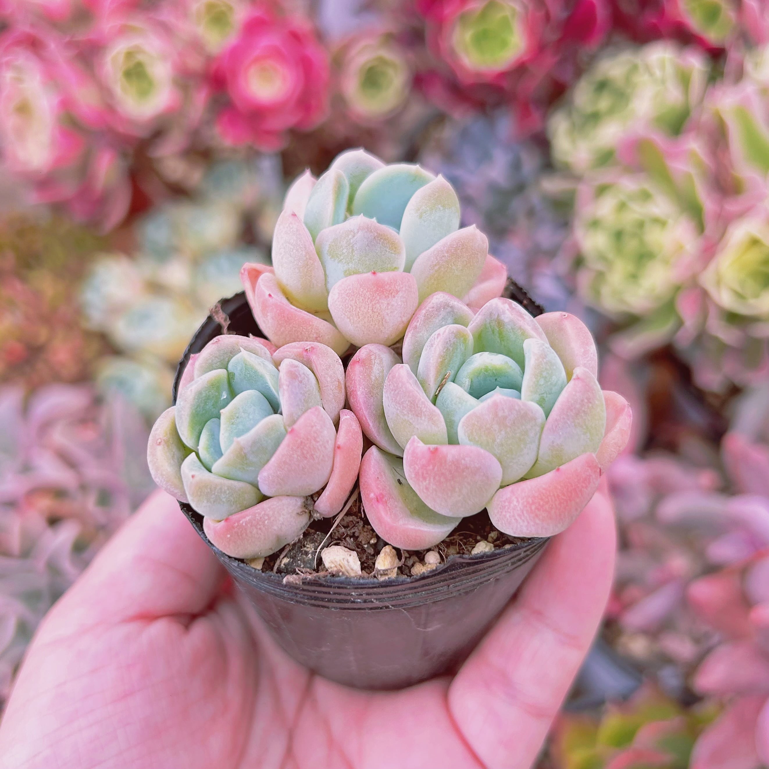 3002現物 多肉植物 苺大福 | るる農園~多肉植物専門