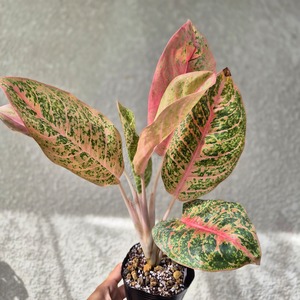 ②《Aglaonema Harry Queen》アグラオネマ・ハリークイーン 観葉植物 /ポット発送