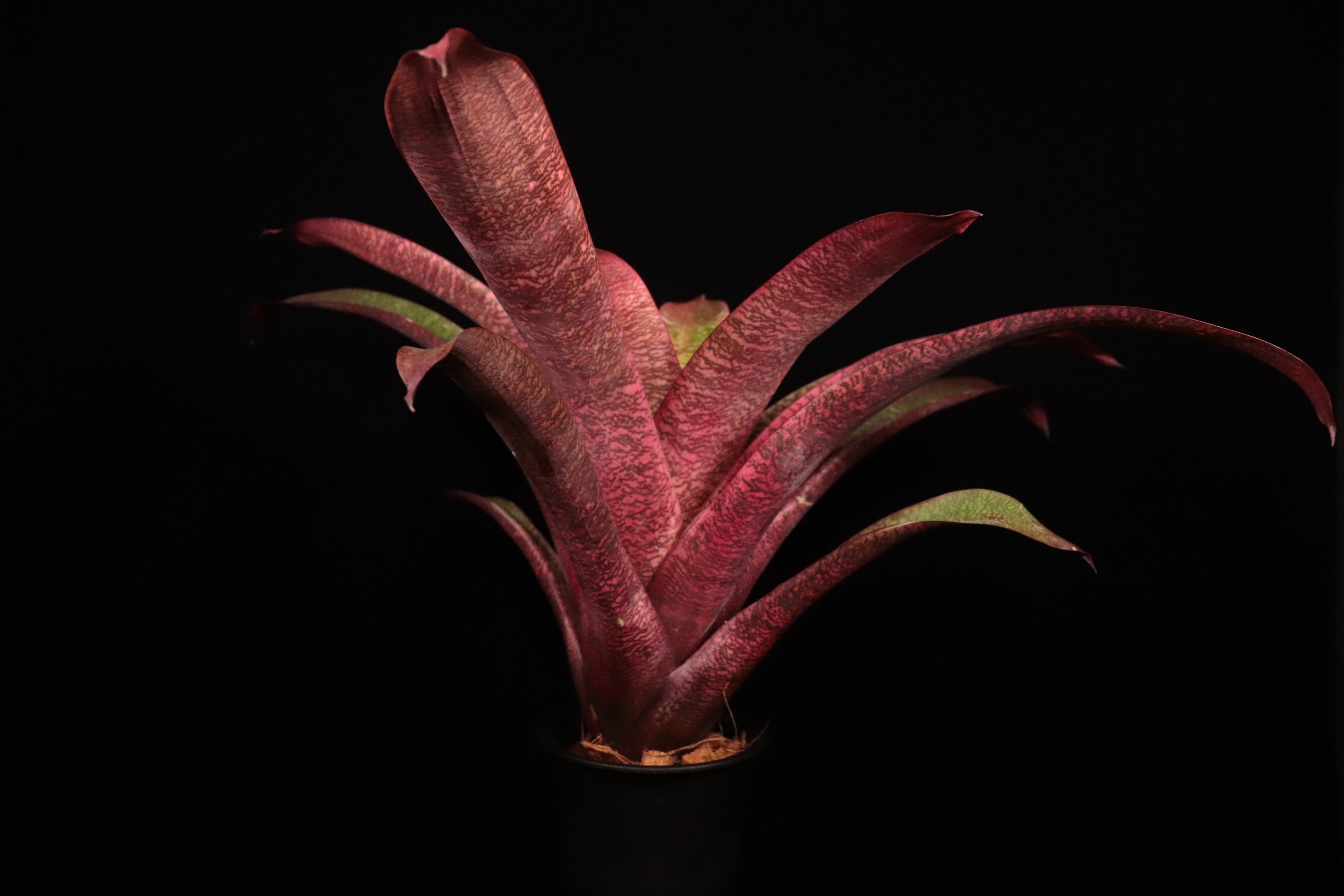 reserved】Vriesea 'Ice Snow Berries' x 'Living in Paradise' #1