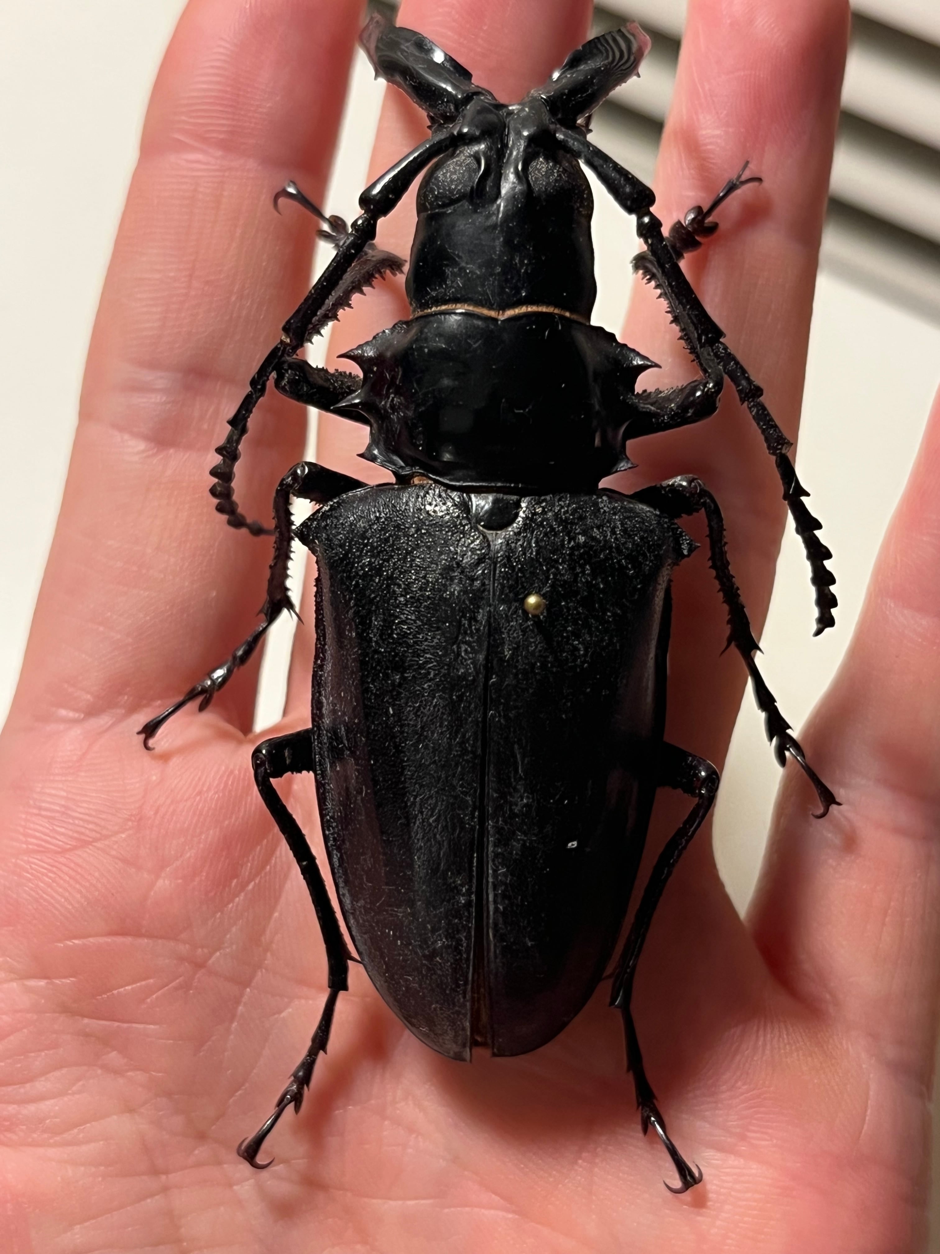 80mm】シャムオオキバノコギリカミキリムシ オサムシタガメ