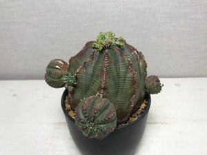 ユーフォルビア オベサ