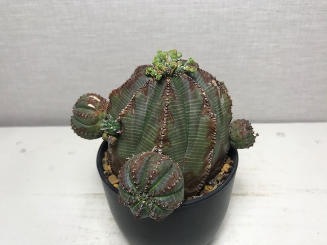 ユーフォルビア オベサ