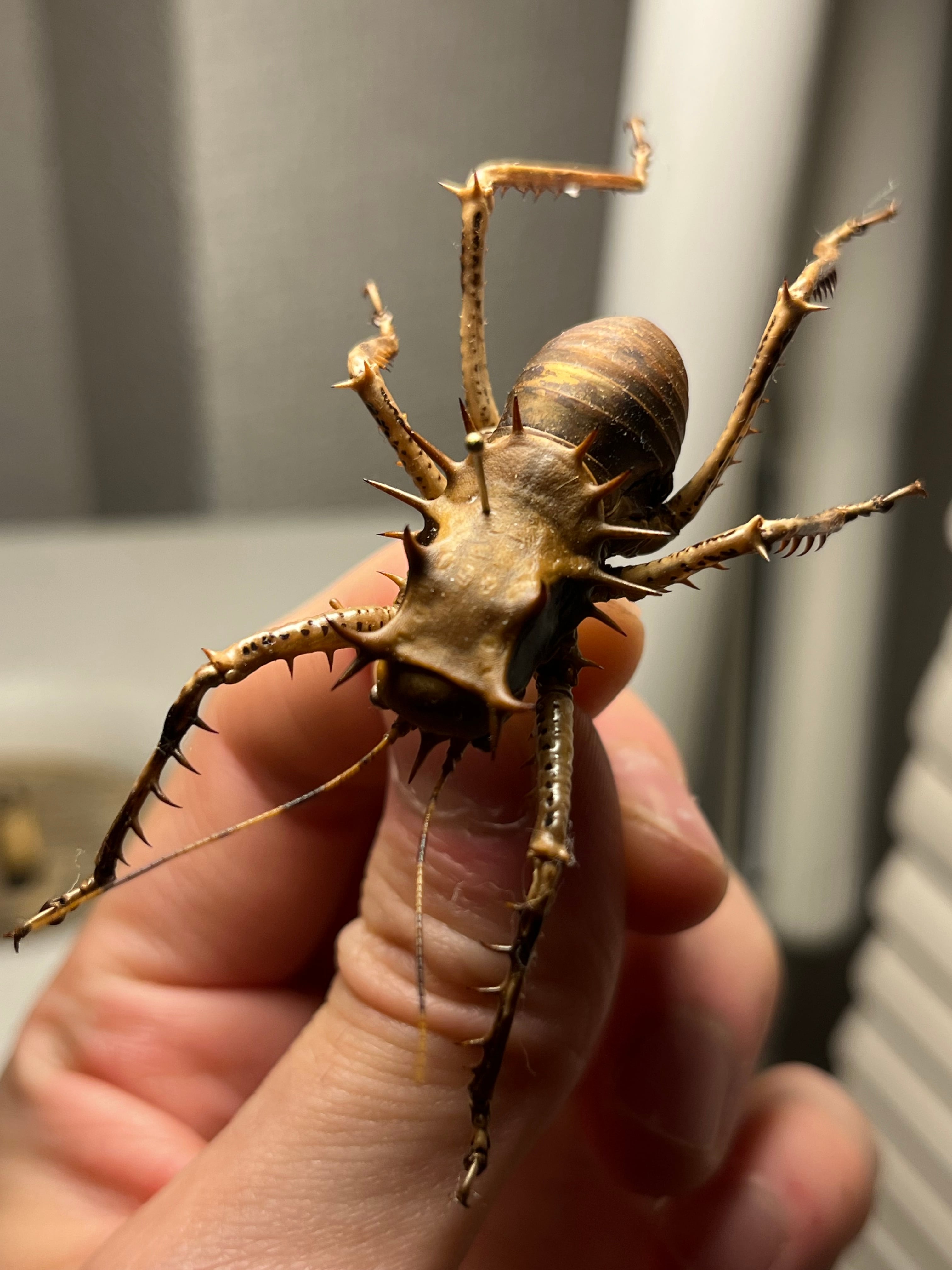 75mm】チリクワガタ メタリフェルホソアカクワガタ Wild 昆虫標本