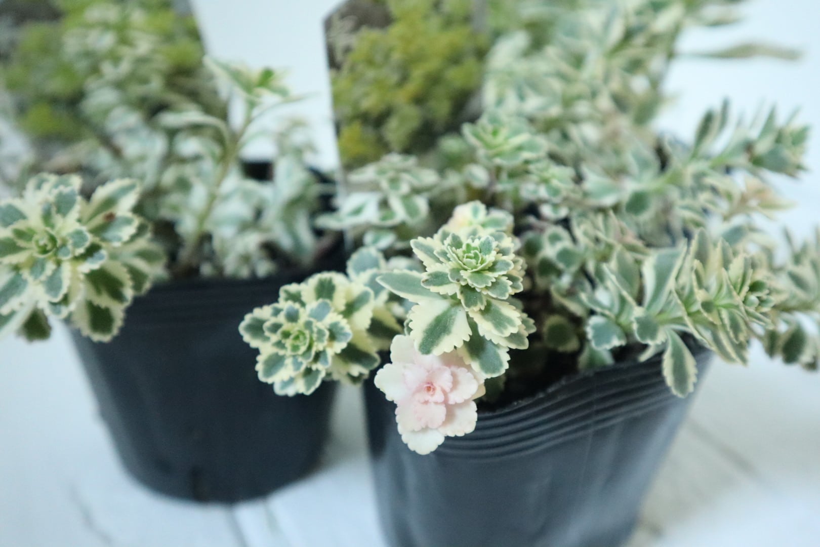 セダム アトランティス | サクシフォン|花で日常に彩りを 花苗&リーフ