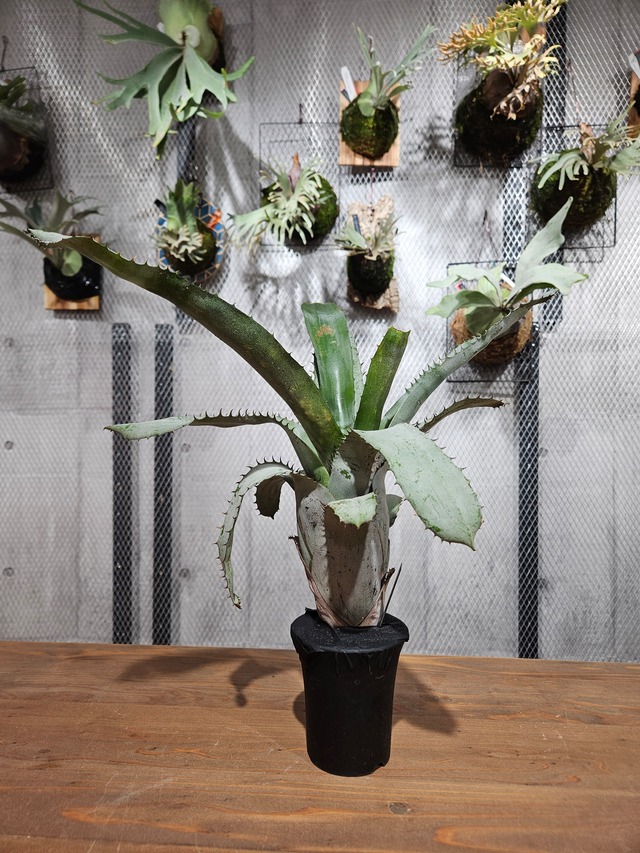 Hohenmea Dennis delight【artPLANTs/PLANTS GARAGE】   ホヘンベルギア/Hohenbergia