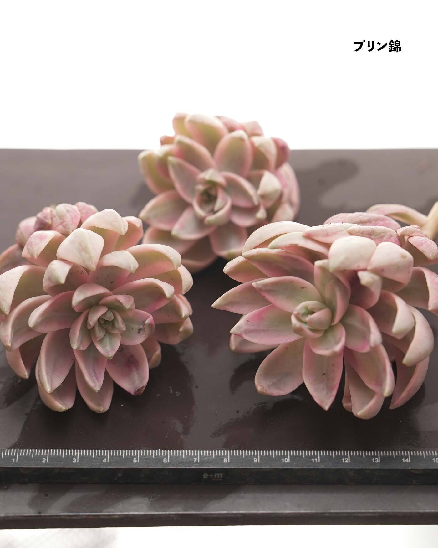 花丸！　高級品種！　インドネシア多肉　直輸入　プリンス錦シリーズ4種セット 花丸！ 高級品種！ インドネシア多肉 直輸入 プリンス錦シリーズ4種