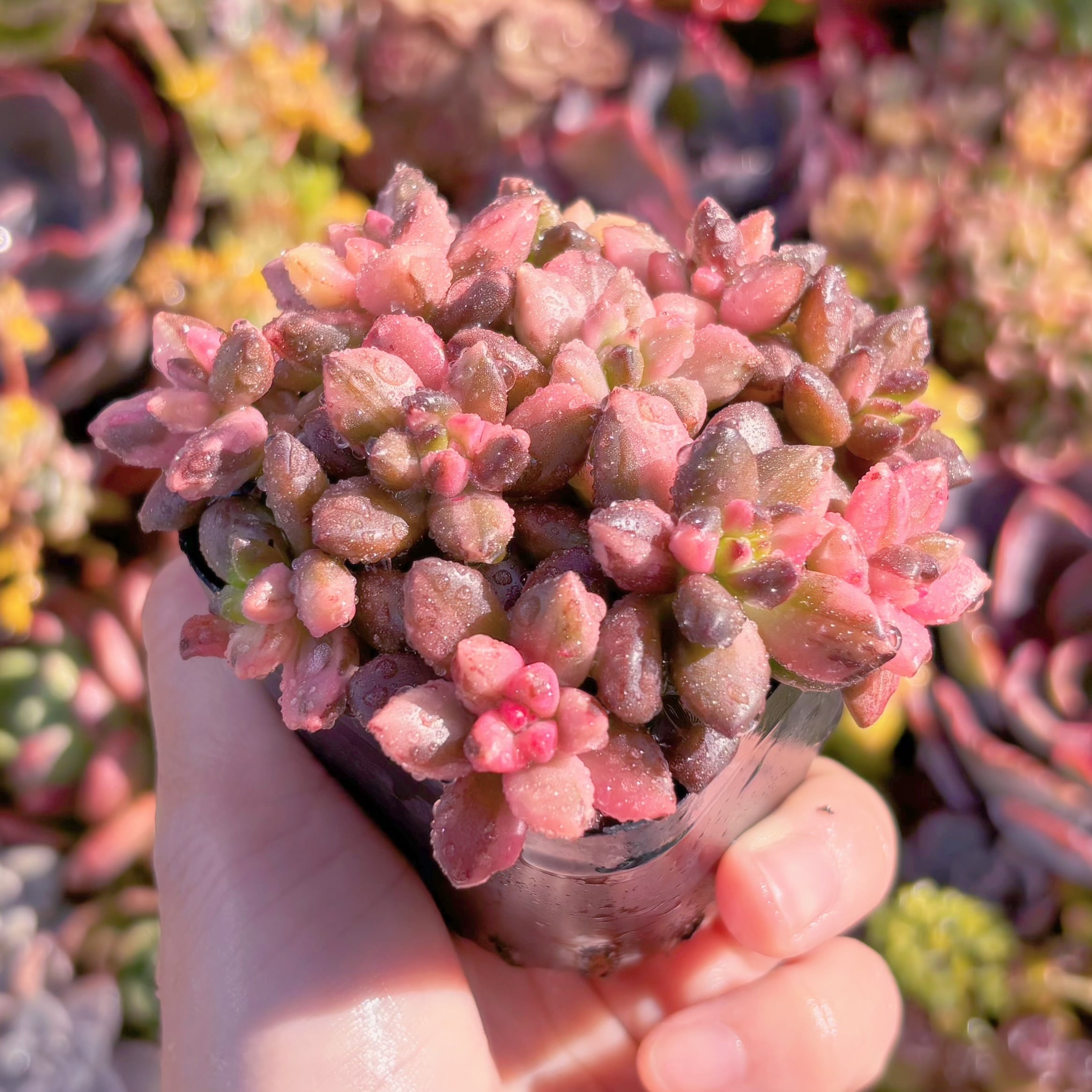 多肉植物 黒美人錦 新入荷 るる農園 | るる農園~多肉植物専門