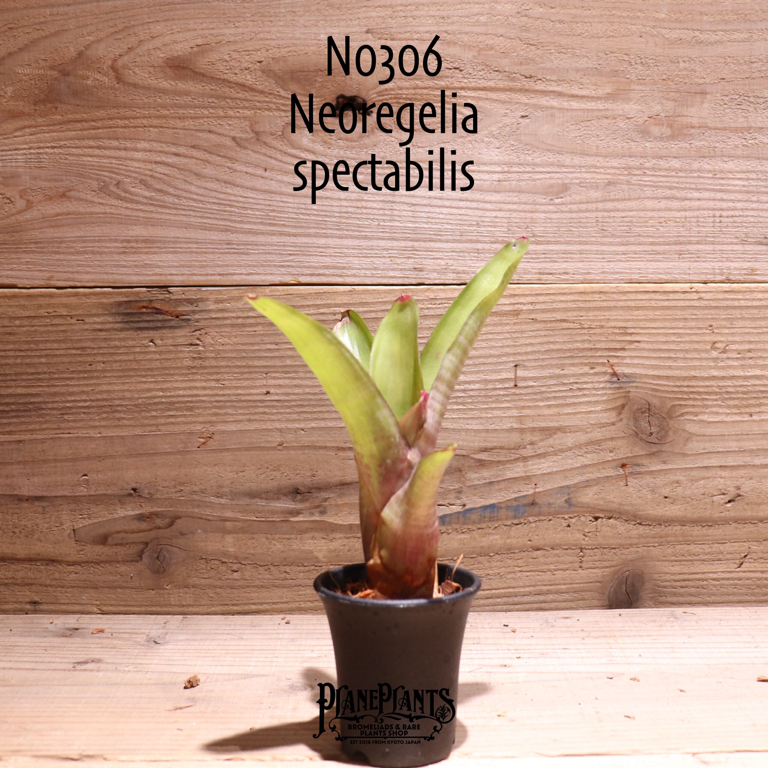 【送料無料】Neoregelia spectabilis〔ネオレゲリア〕現品発送N0306