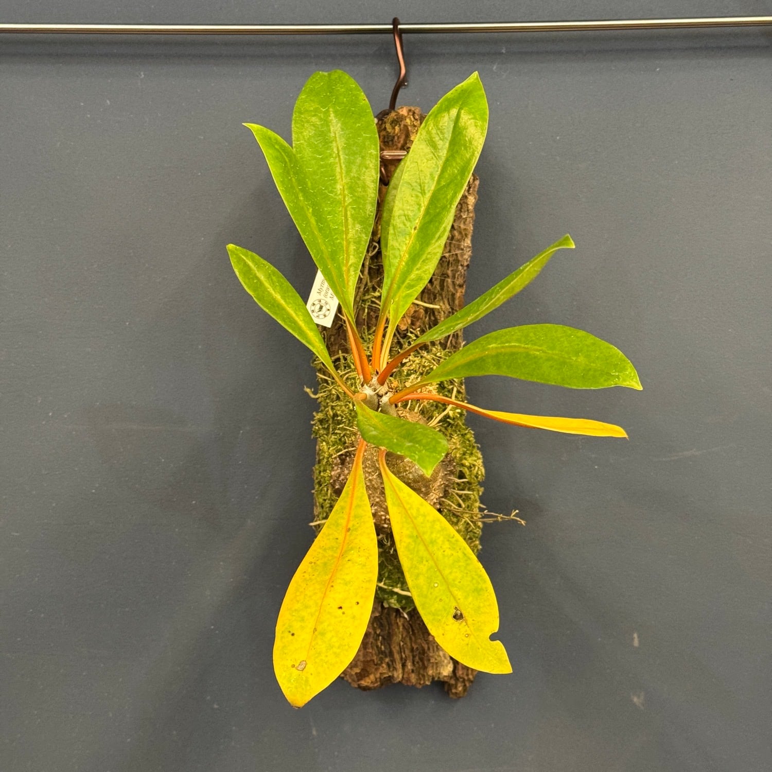 Myrmecodia sp. 蟻植物 伊藤蟻】Myrmecodia sp. (orange petioles, elongated leaves