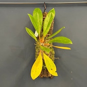 【伊藤蟻】Myrmecodia sp. (orange petioles, elongated leaves) Minahasa, Manado, North Sulawesi【892】