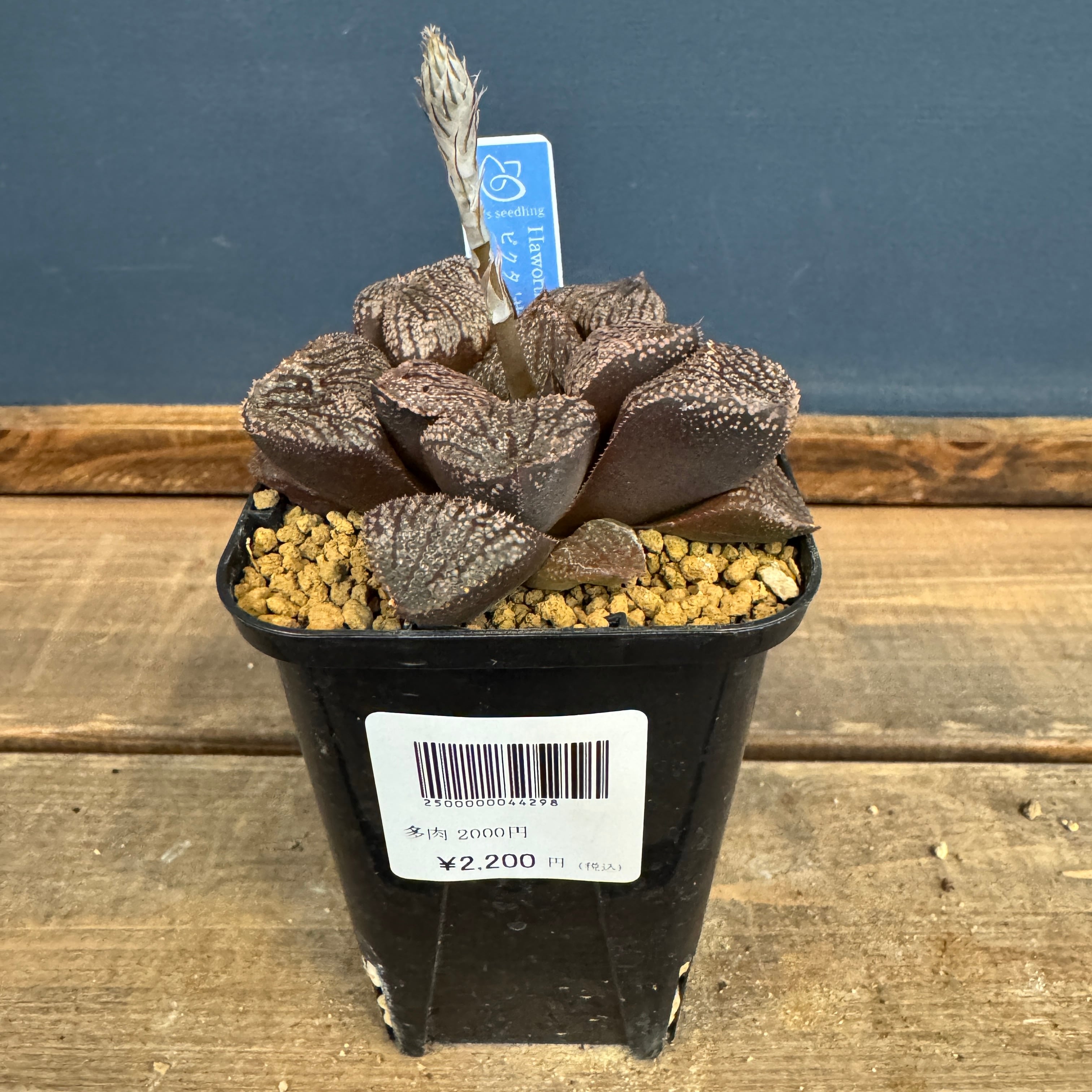 ハオルチア ハイブリット ピクタ'甘栗' × ナイトメア【823