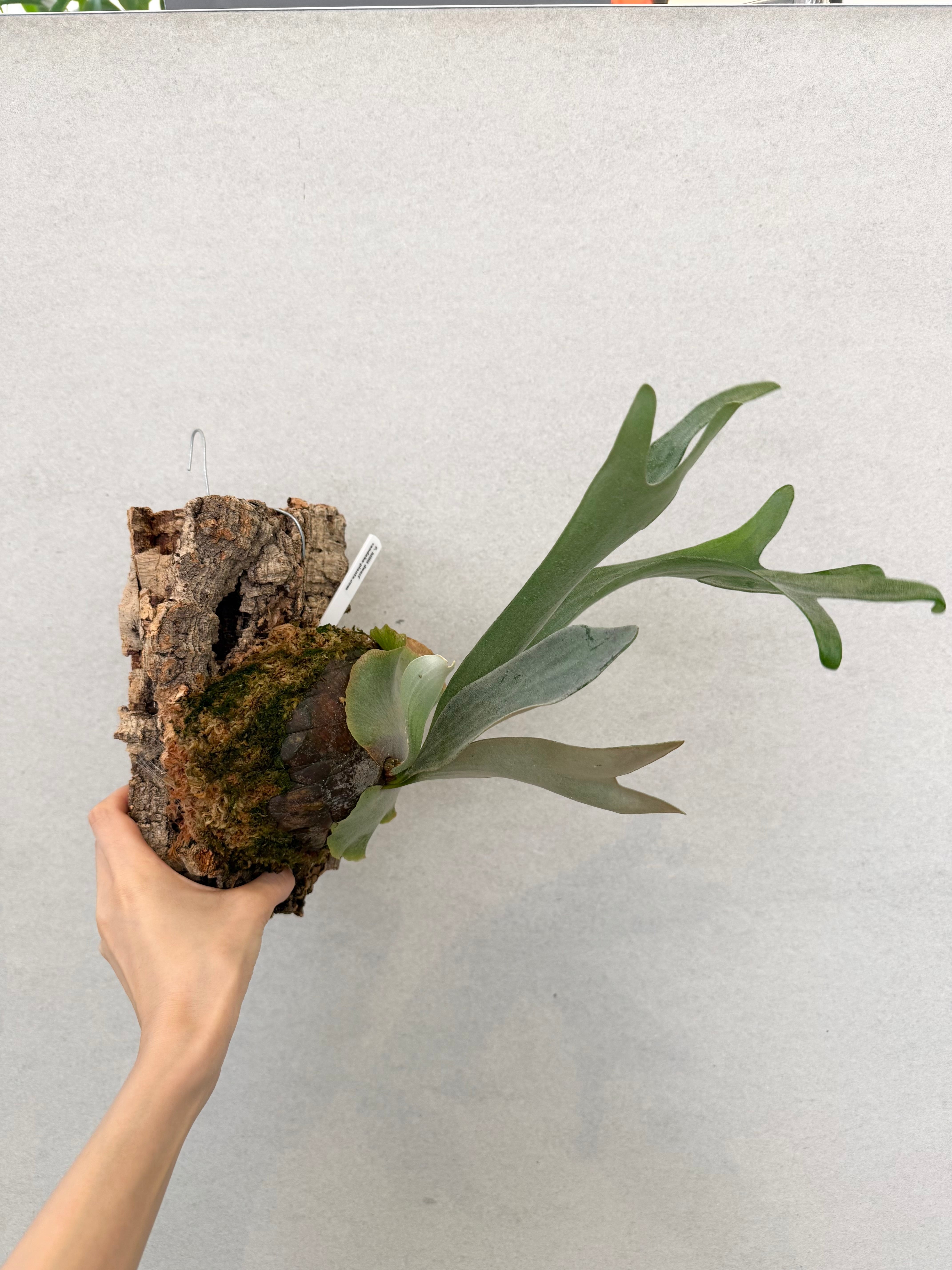 a) P. hillii dwarf ビカクシダ ヒリー ドワーフ | vandaka plants