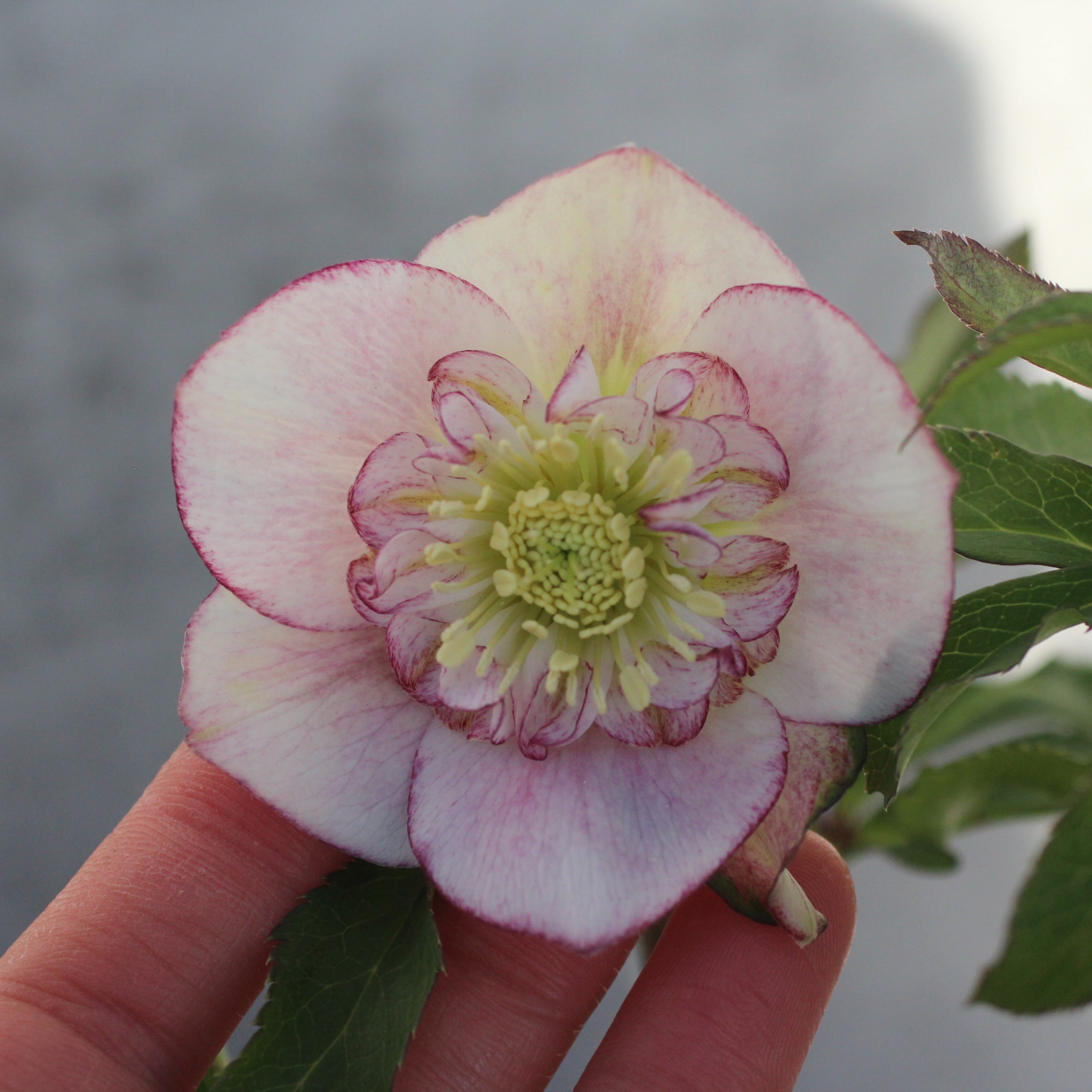 WS26-089 クリスマスローズ ウィンターシンフォニー ライトクレオン