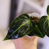 Anthurium Regale|アンスリウム・レガレ|観葉植物