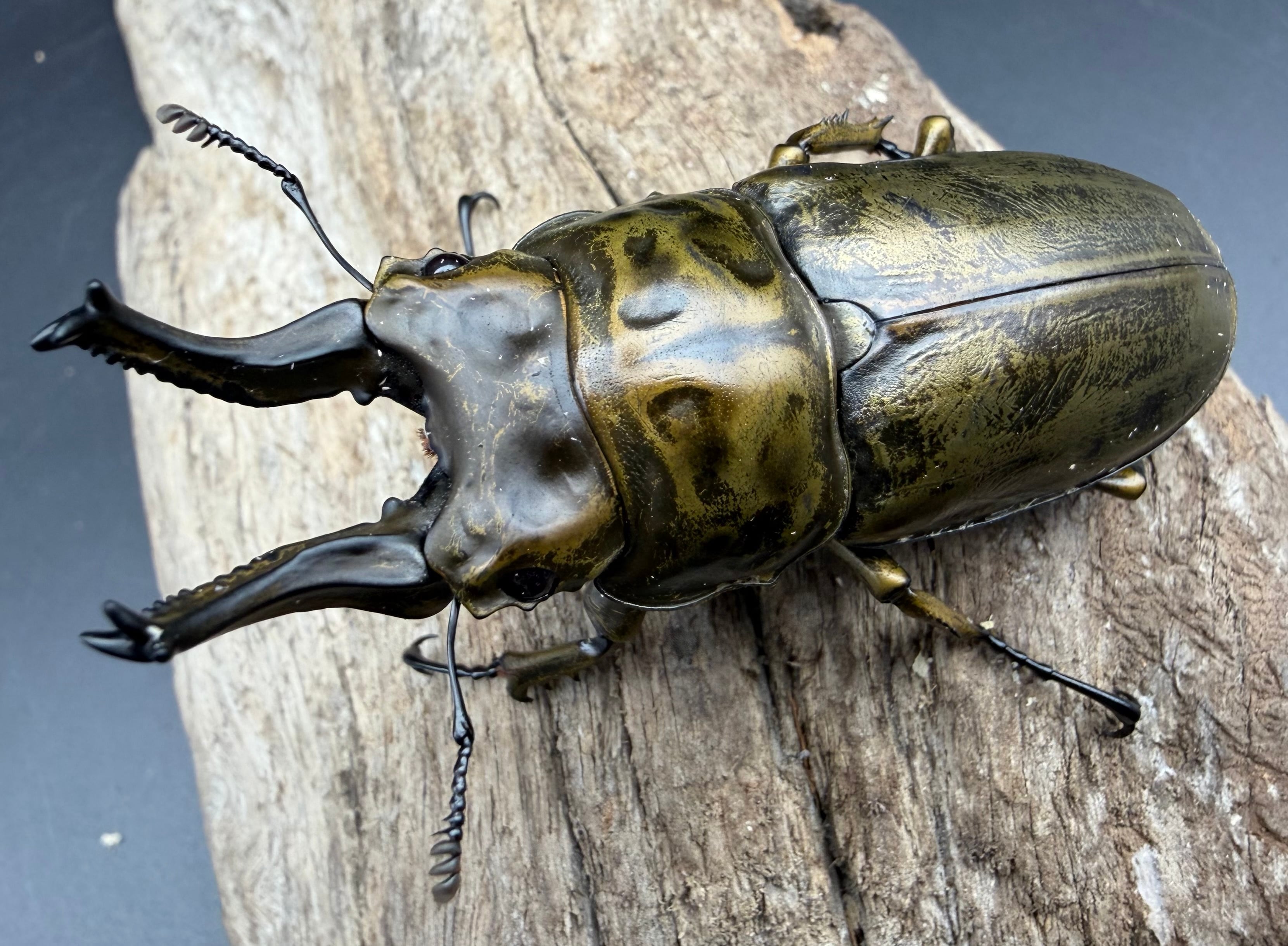 F0】《ローゼンベルグオウゴンオニクワガタ 71mm ペア》 | KPW公式