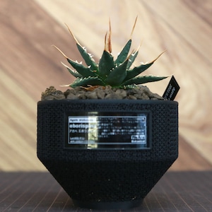 Agave utahensis eborispina アガベ エボリスピナ（実生3年） / 中株(3.5号鉢)/Lot.002