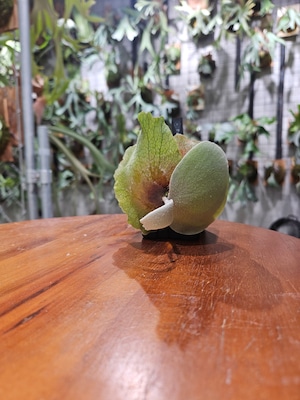 P.willinckii White Dress 【artPLANTs/PLANTS GARAGE 】ビカクシダ#Platycerium