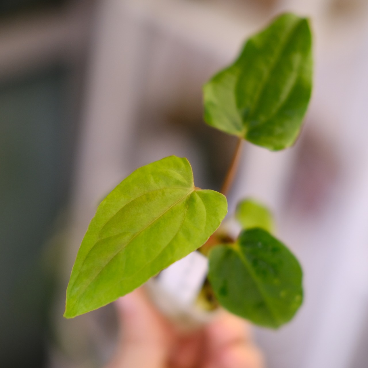 Anthurium Papillilaminum Guna Yala × Ralph Lynam S1 ‘Dwane’②｜アンスリウム パピリラミナム グナヤラ × ラルフ リナム ‘ドウェイン’｜観葉植物