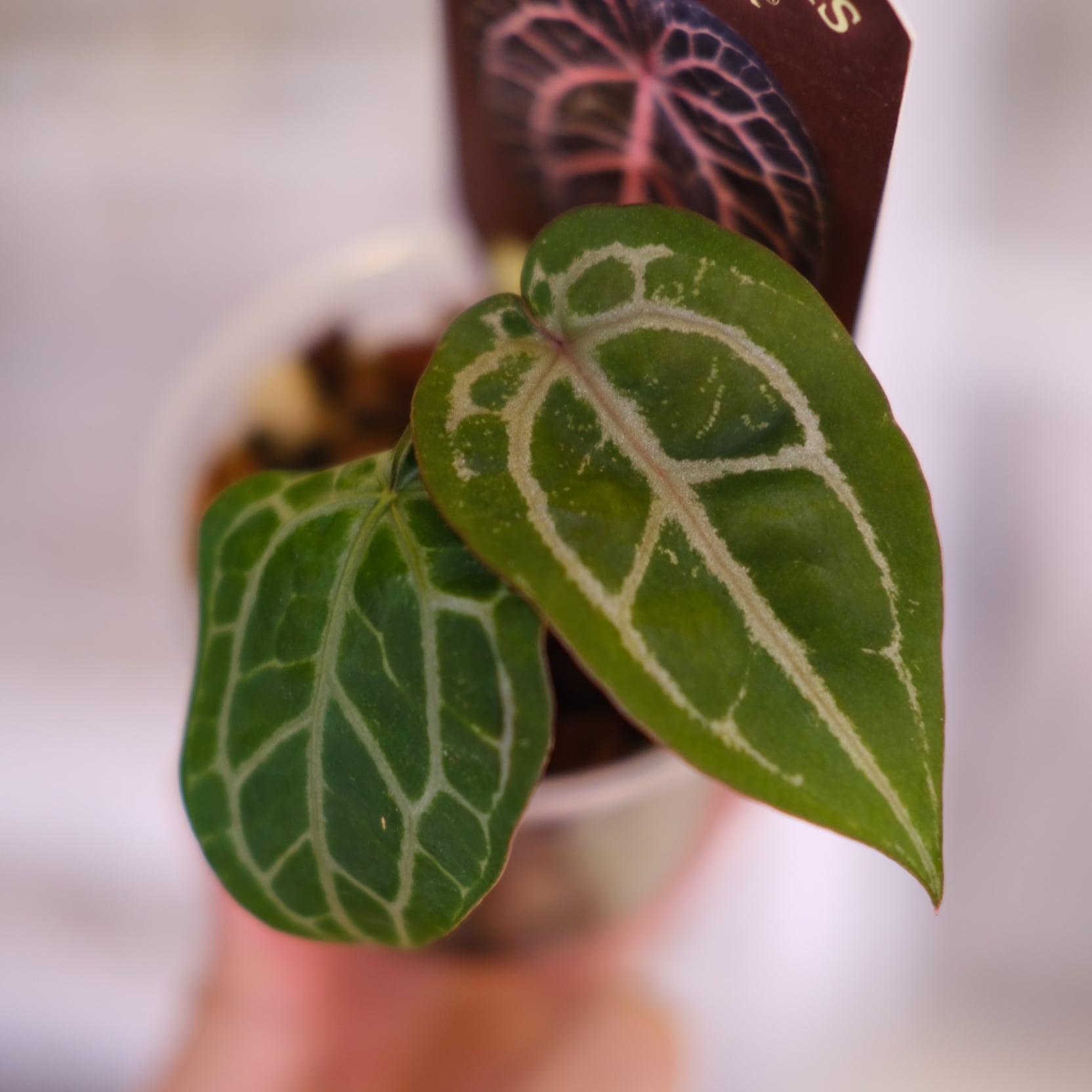 【正規タグ】Anthurium 'Michelle' /アンスリウム・ミシェル⑤ 正規タグ】Anthurium 'Michelle' by DOC BLOCK│アンスリウム