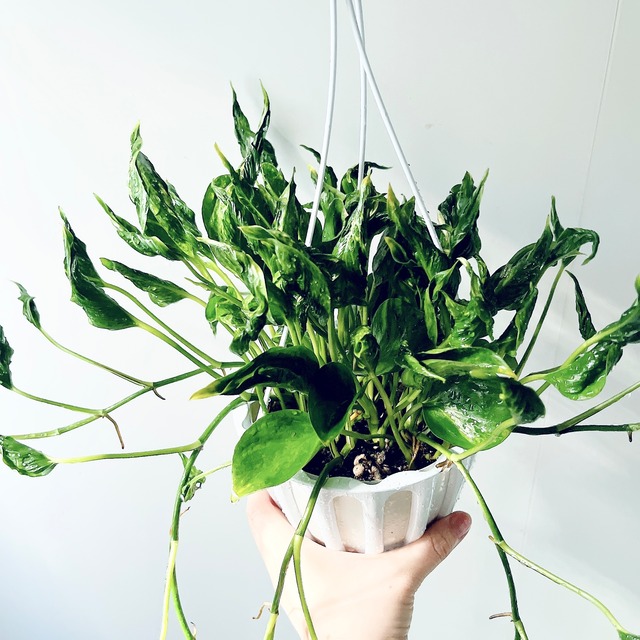 《希少》珍しい葉＊ ポトス テルノシャングリラ 観葉植物 calm cafe