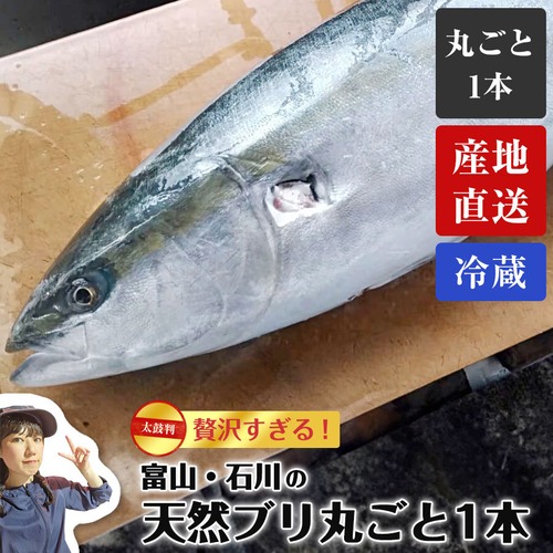 富山 石川 能登 天然ぶり 丸ごと1本 7－8㎏ 血抜き済 天然鰤 ぶりしゃぶ 刺身 鮮魚
