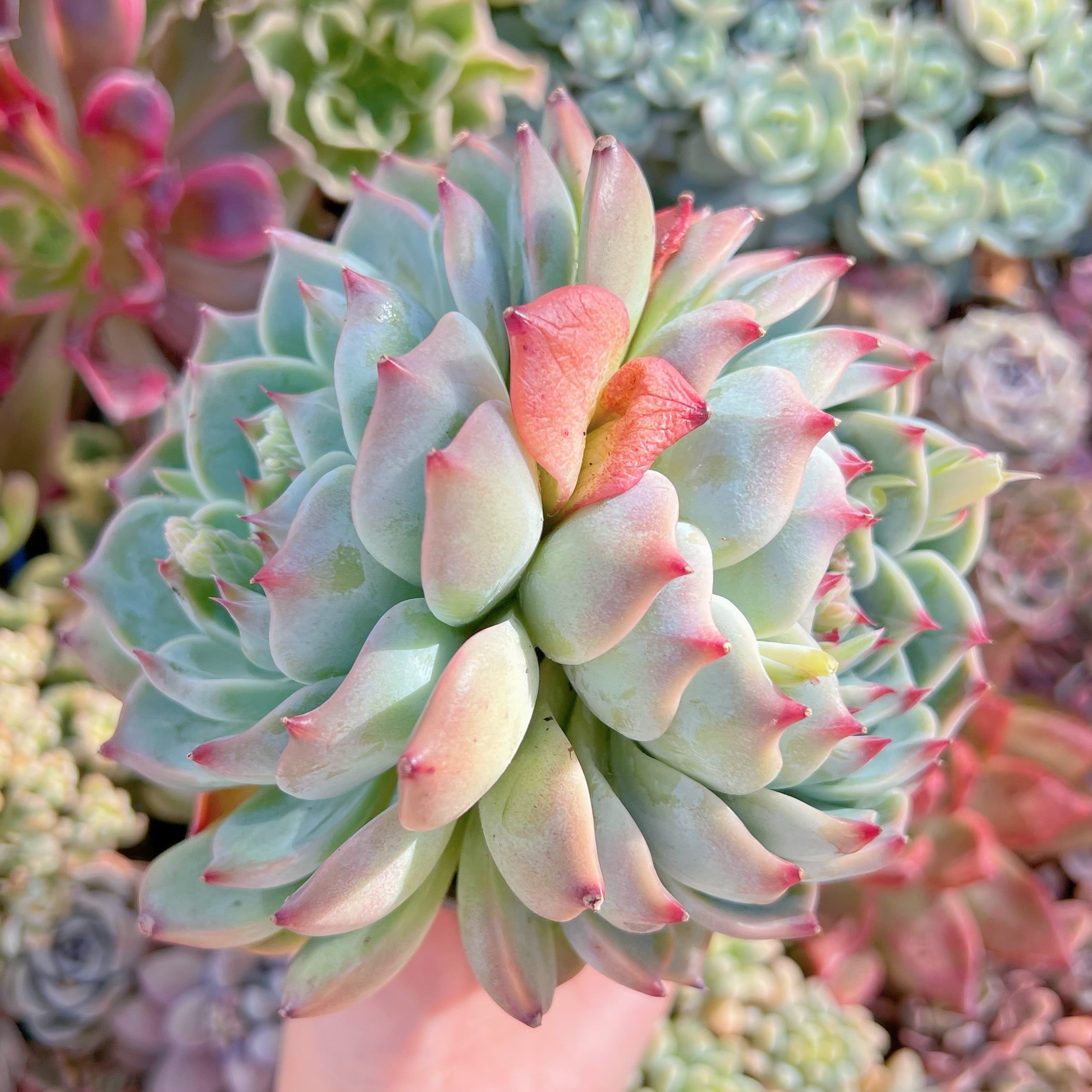 現品　水蜜桃#270　群生    特大苗   るる農園