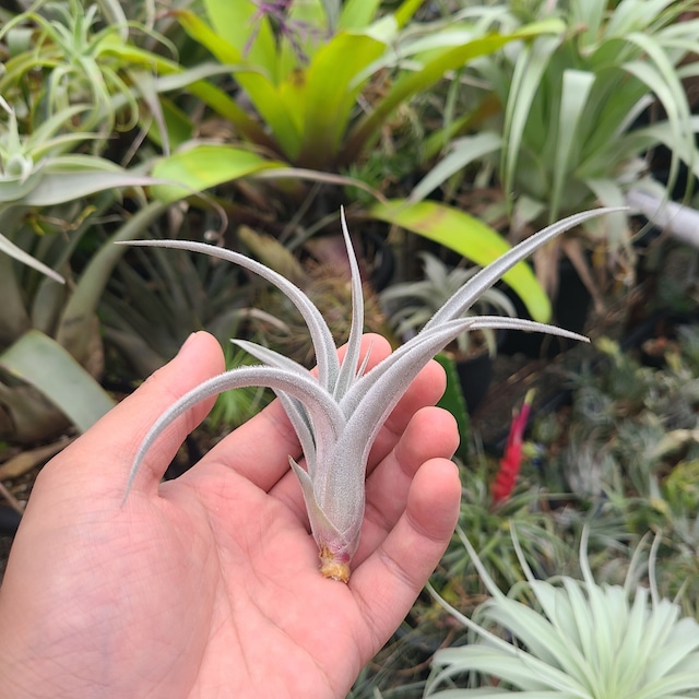 Tillandsia sp. (SP, Brazil)