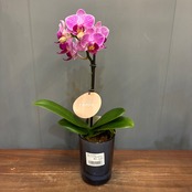 【新着3日限定10%OFF】マイクロ胡蝶蘭【314】