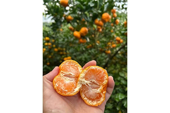 【今年は糖度高め】肥のあけぼの・1kg