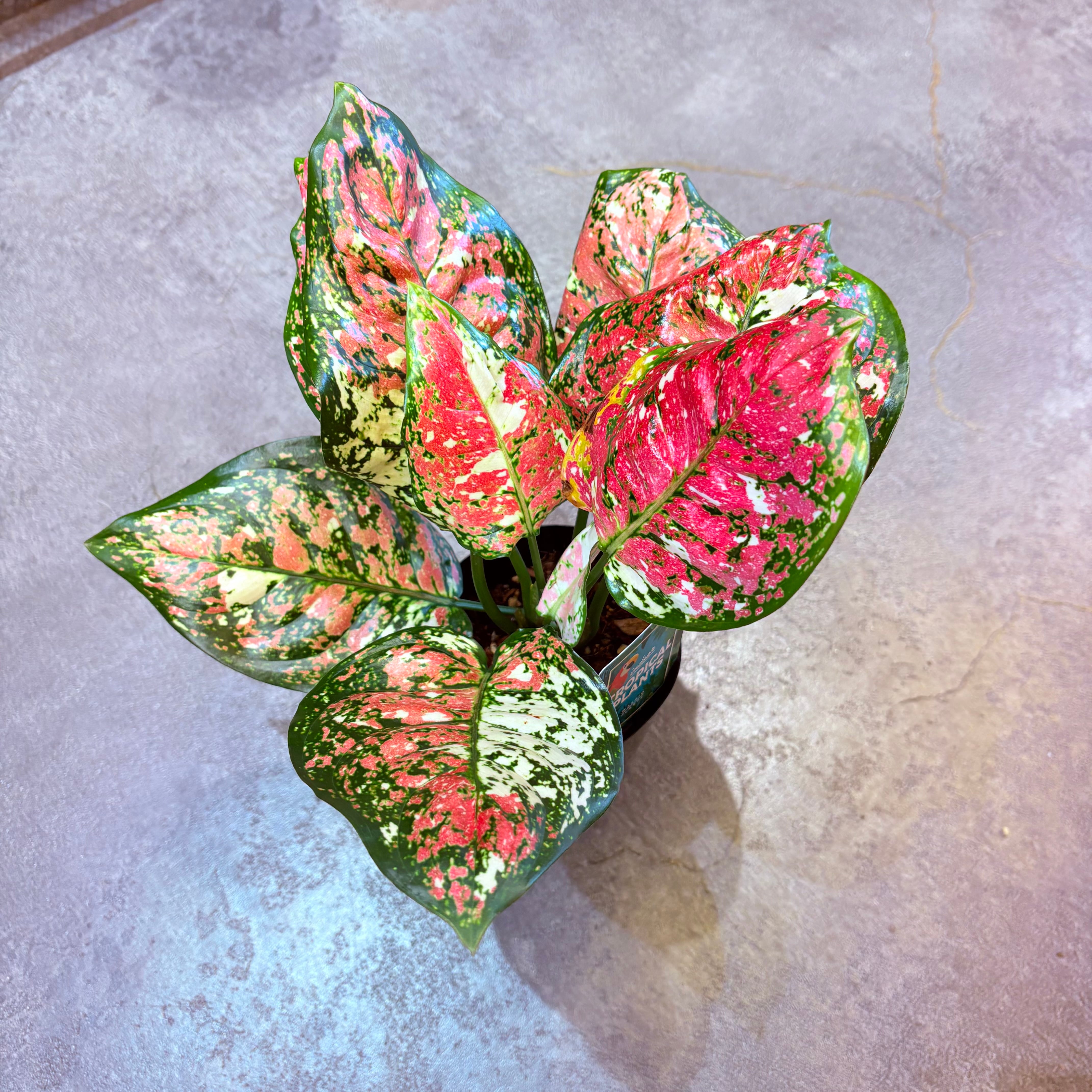 アグラオネマ アグラオネマ アンヤマニートリカラー 3.5号 C | Green Vibes 宇都宮市