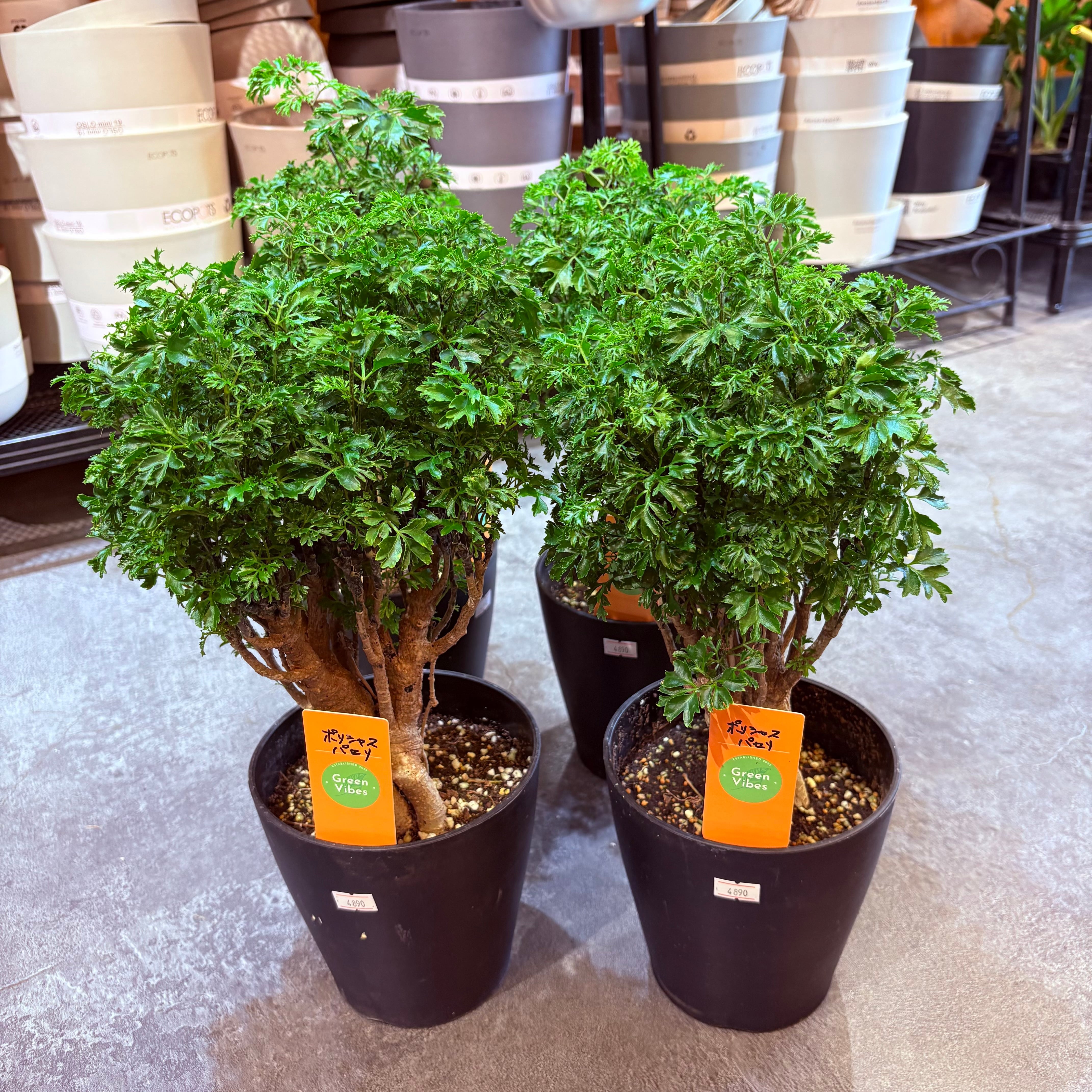 ポリシャス パセリ 5号 | Green Vibes 宇都宮市の観葉植物専門店