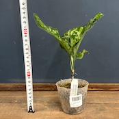 アグラオネマ ピクタム トリカラー ワイド【384】