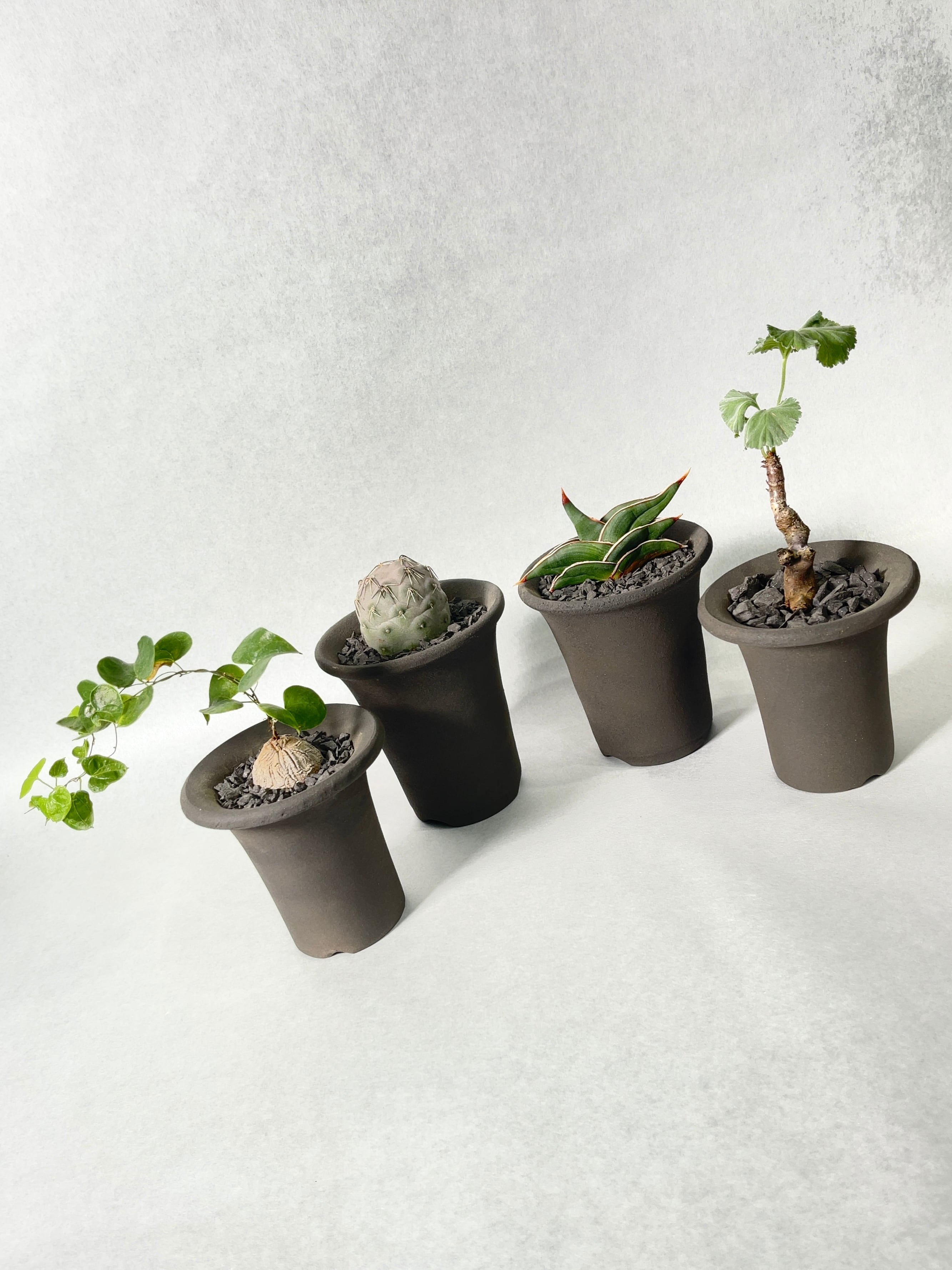 ディオスコレア・亀甲竜 | trigger