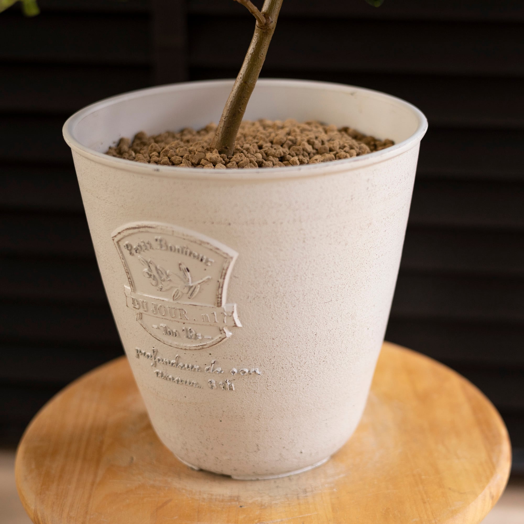 発根済】24cm 金鯱 工場 サボテン 8号 ドライガーデン 金シャチ