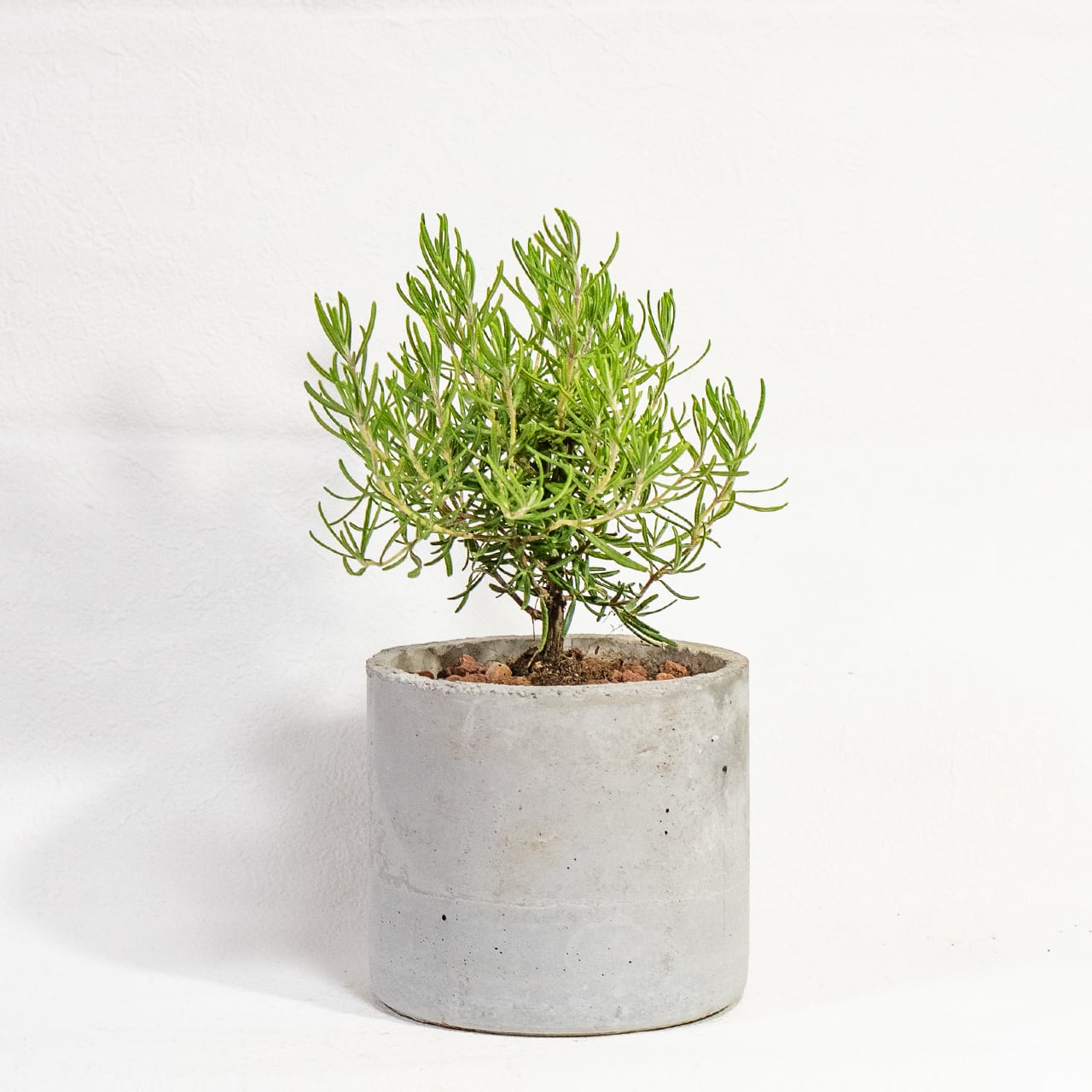 【ミニツリーのような愛らしい樹形】観葉植物・ローズマリー。一株ごとの厳選仕入れで元気な苗をお届け。スタイリッシュな手づくりモルタル鉢／虫発生抑制／全国一律送料850円