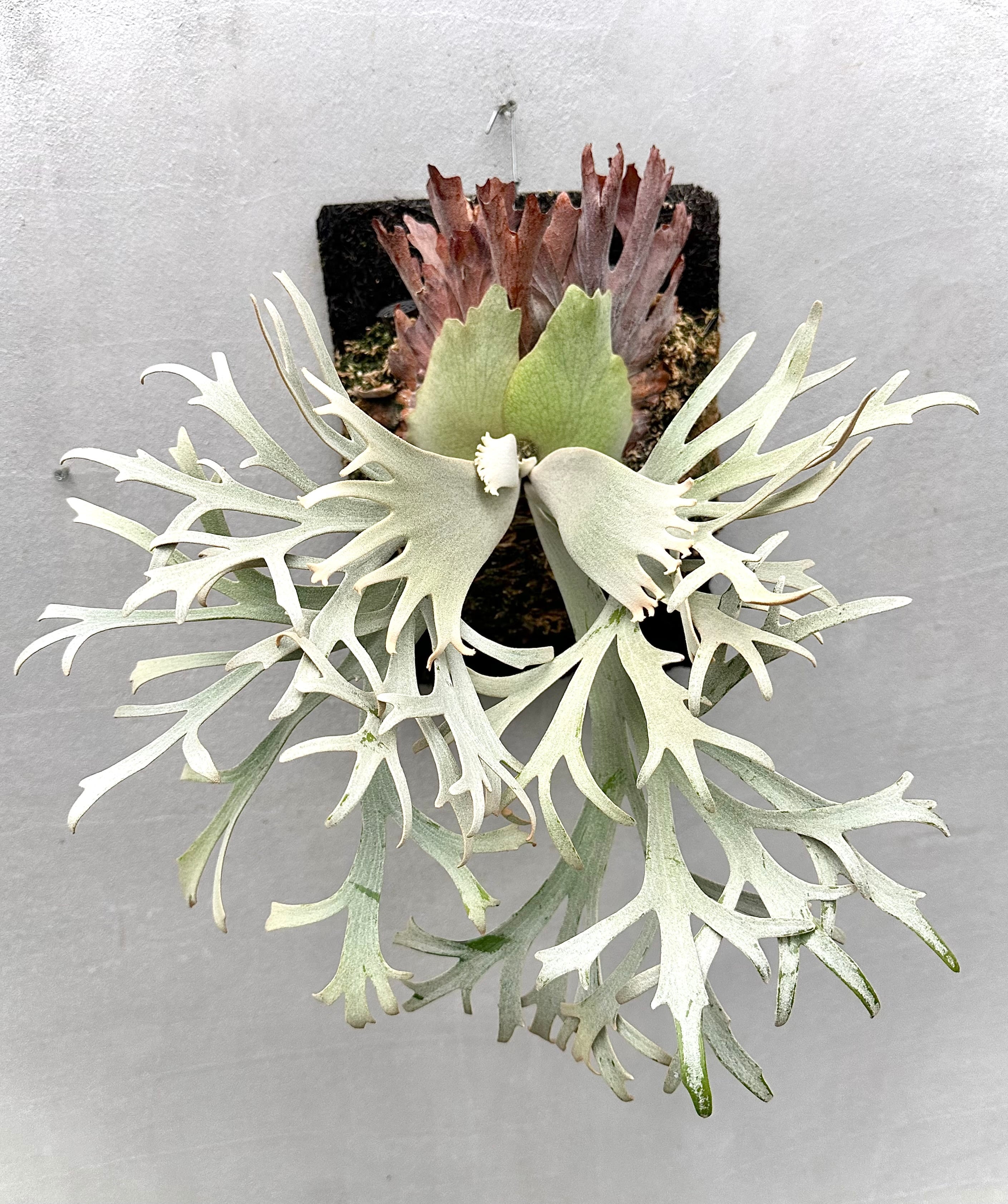 c) P. willinckii 'Frosty Maiden' spore grown ②ビカクシダ