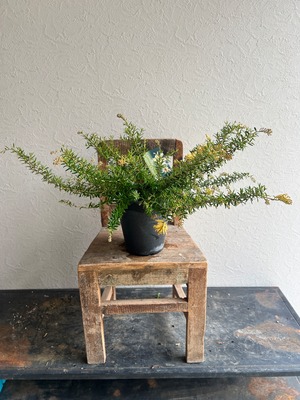 グレビレア カーペットクイーン②