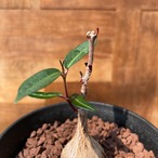Petopentia natalensis【ペトペンチア・ナタレンシス】